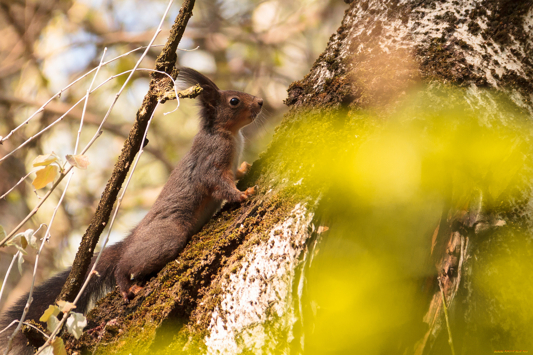 животные, белки, белка