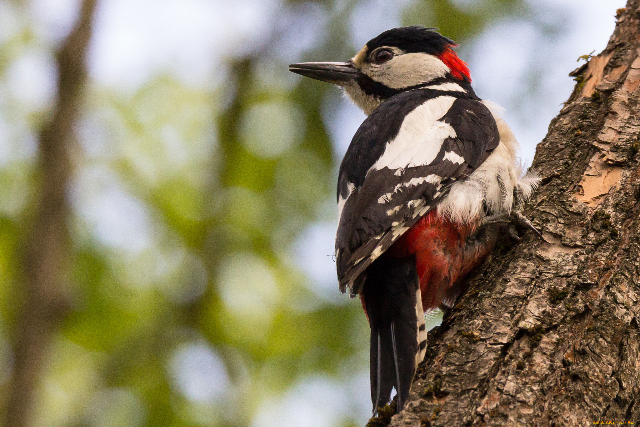 животные, дятлы, дятел