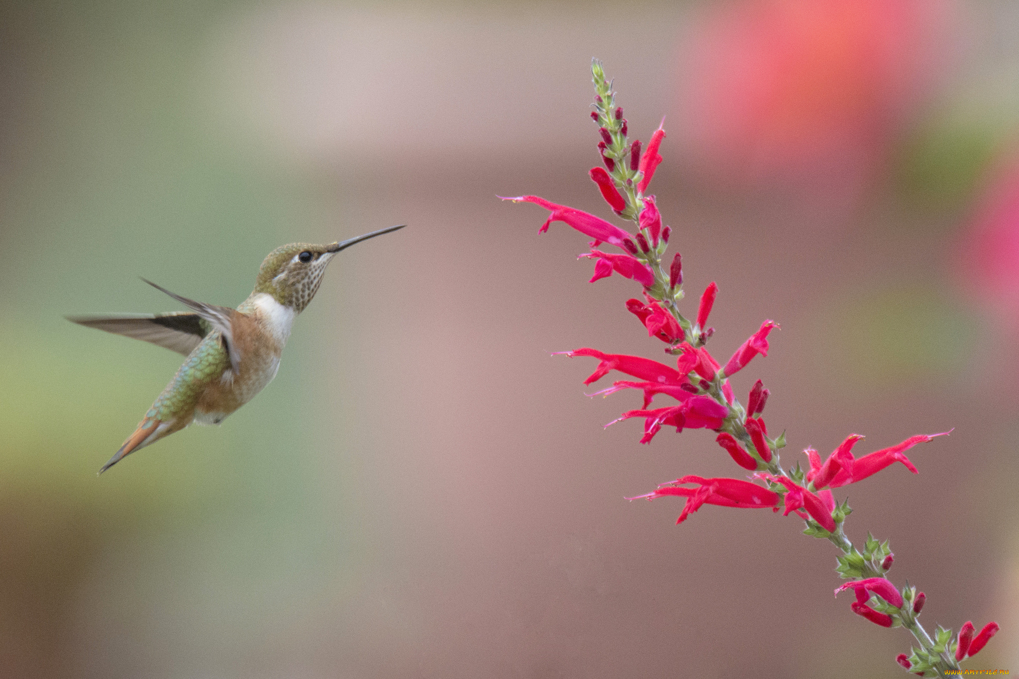 животные, колибри, птичка