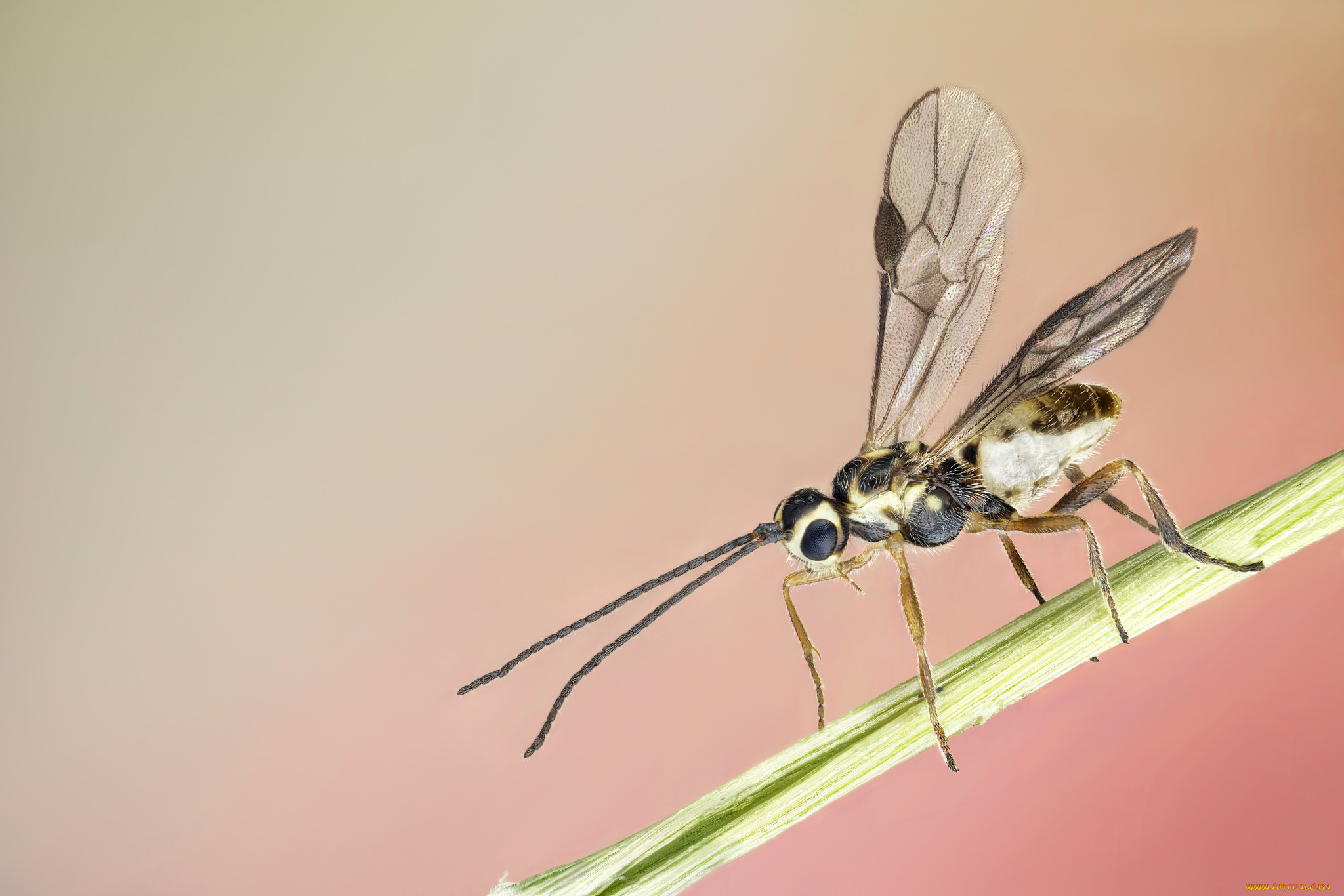 животные, насекомые, мошка