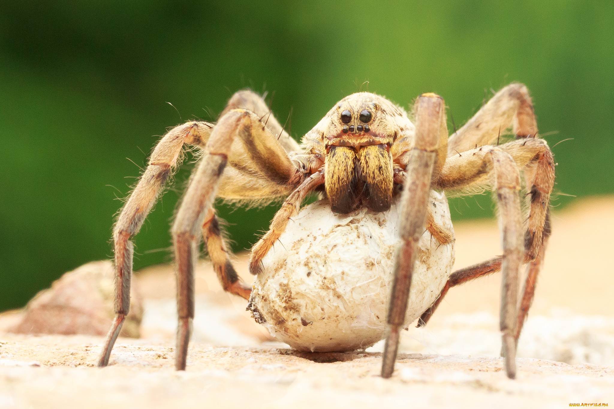 животные, пауки, паук