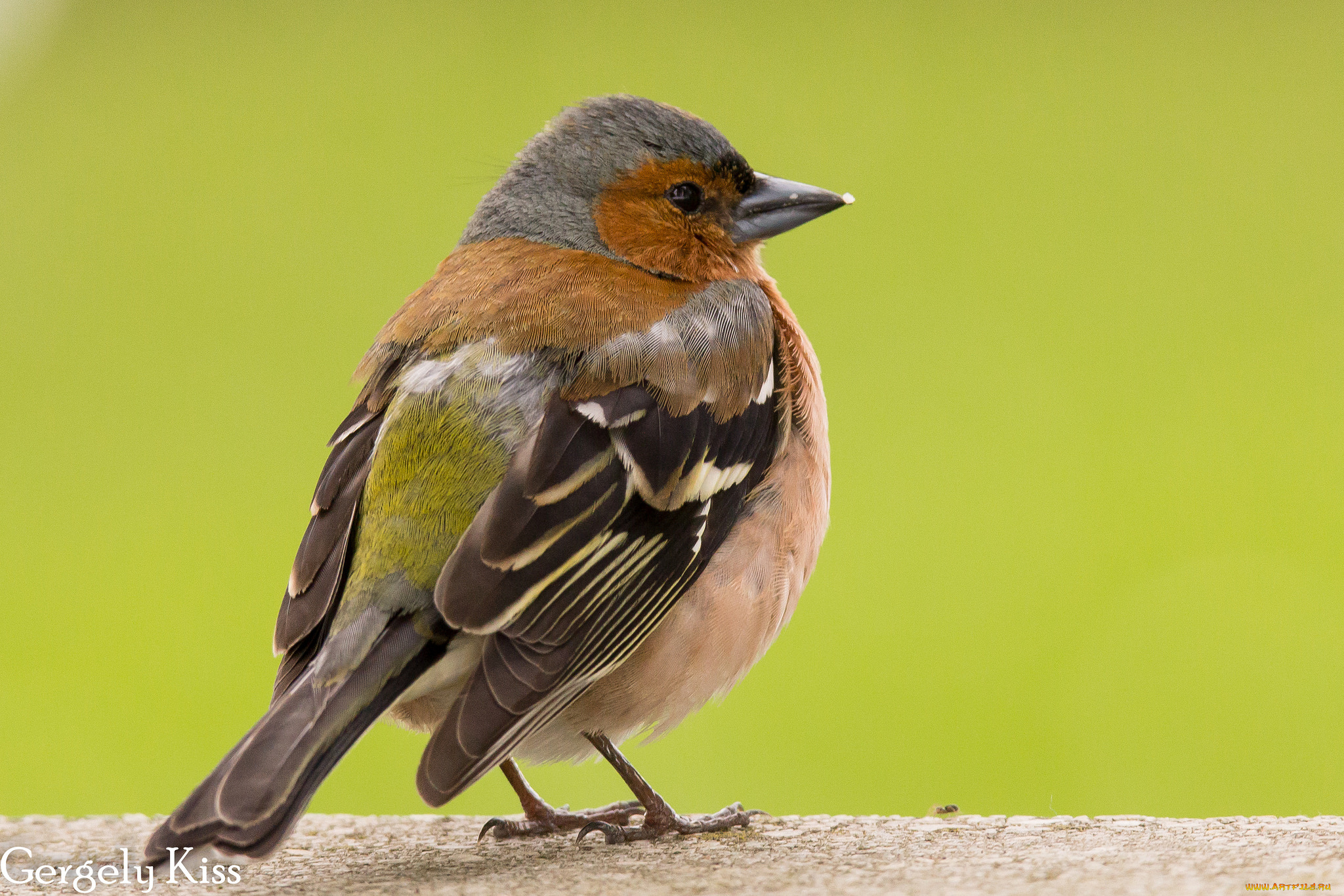 животные, птицы, птица
