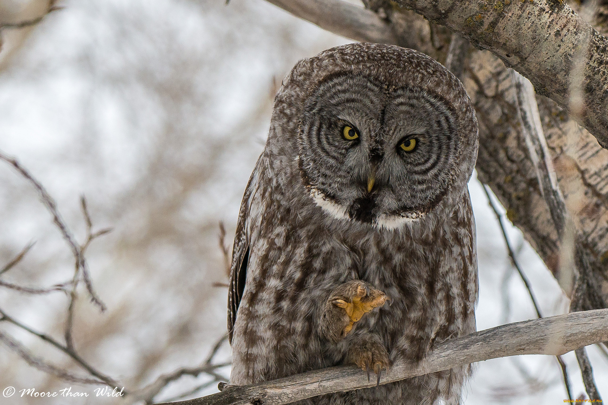 животные, совы, сова