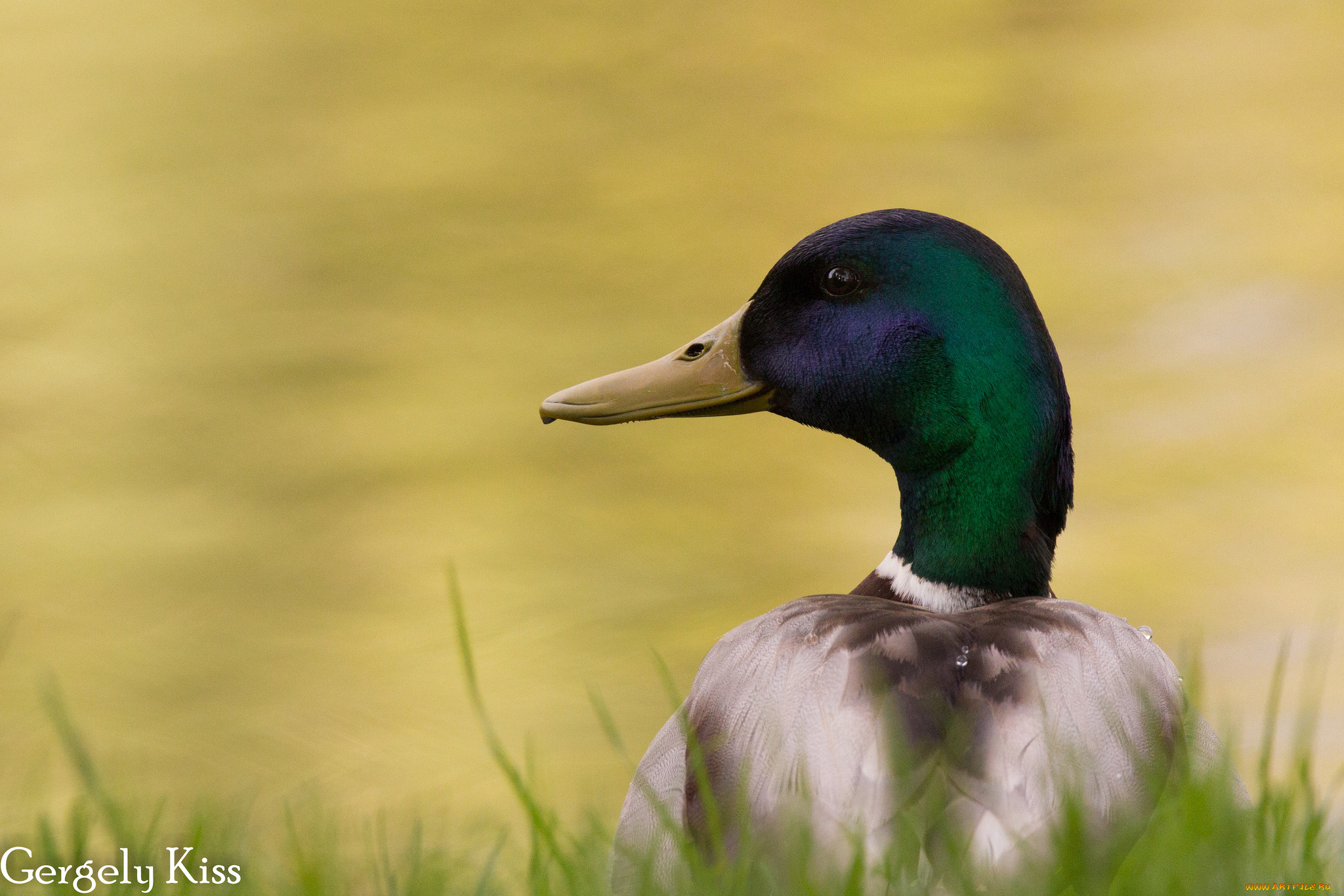 животные, утки, утка