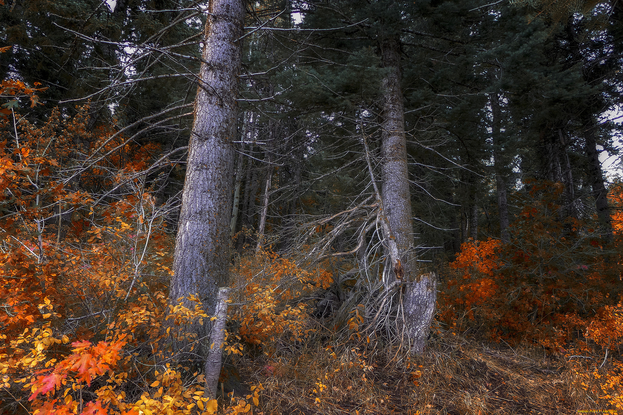 природа, лес, простор