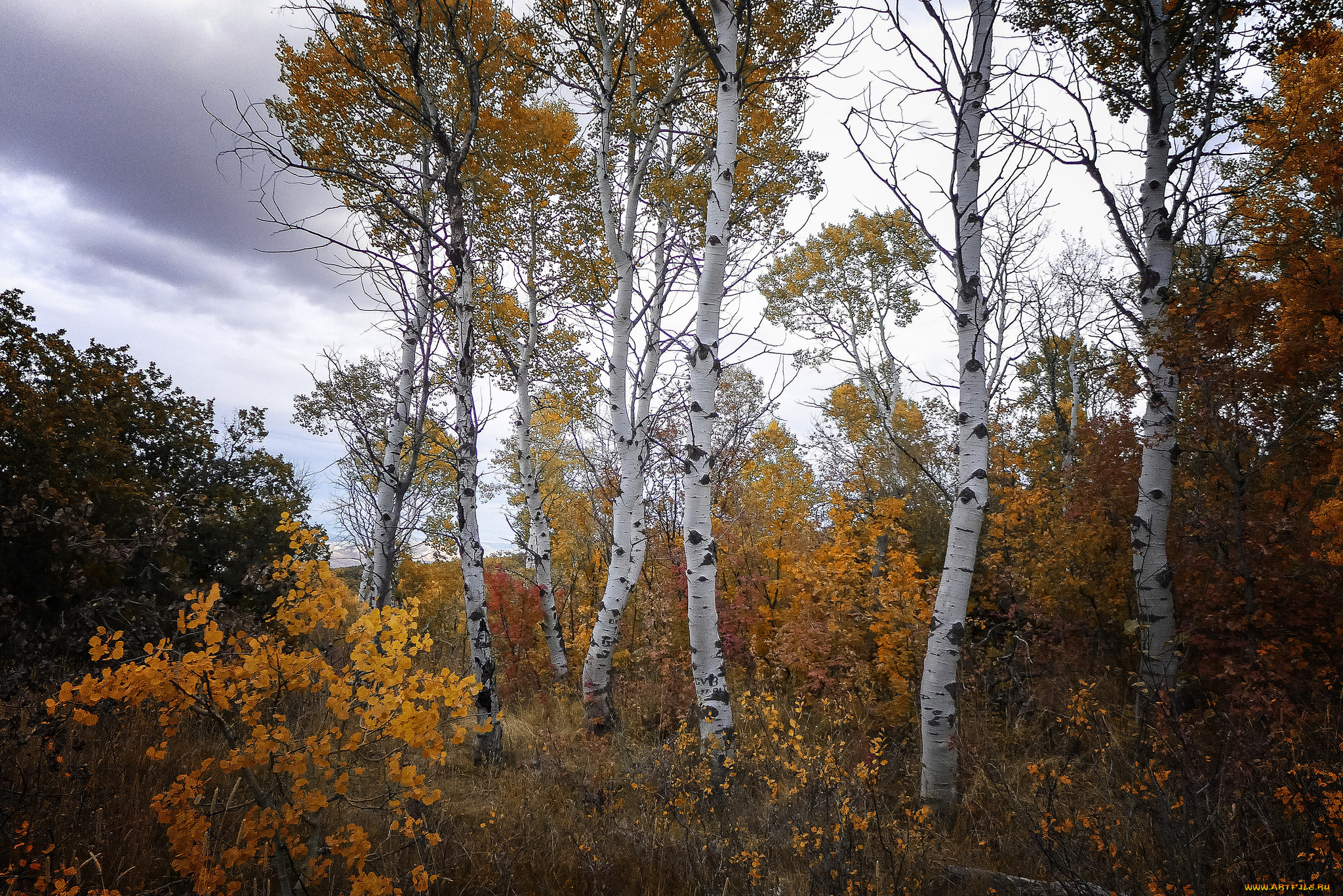 природа, лес, простор