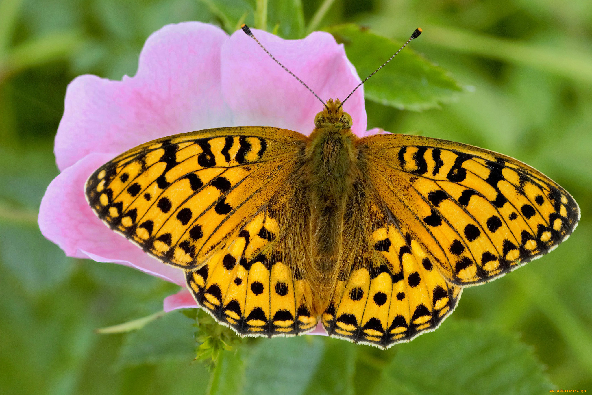 животные, бабочки, , мотыльки, , моли, бабочка