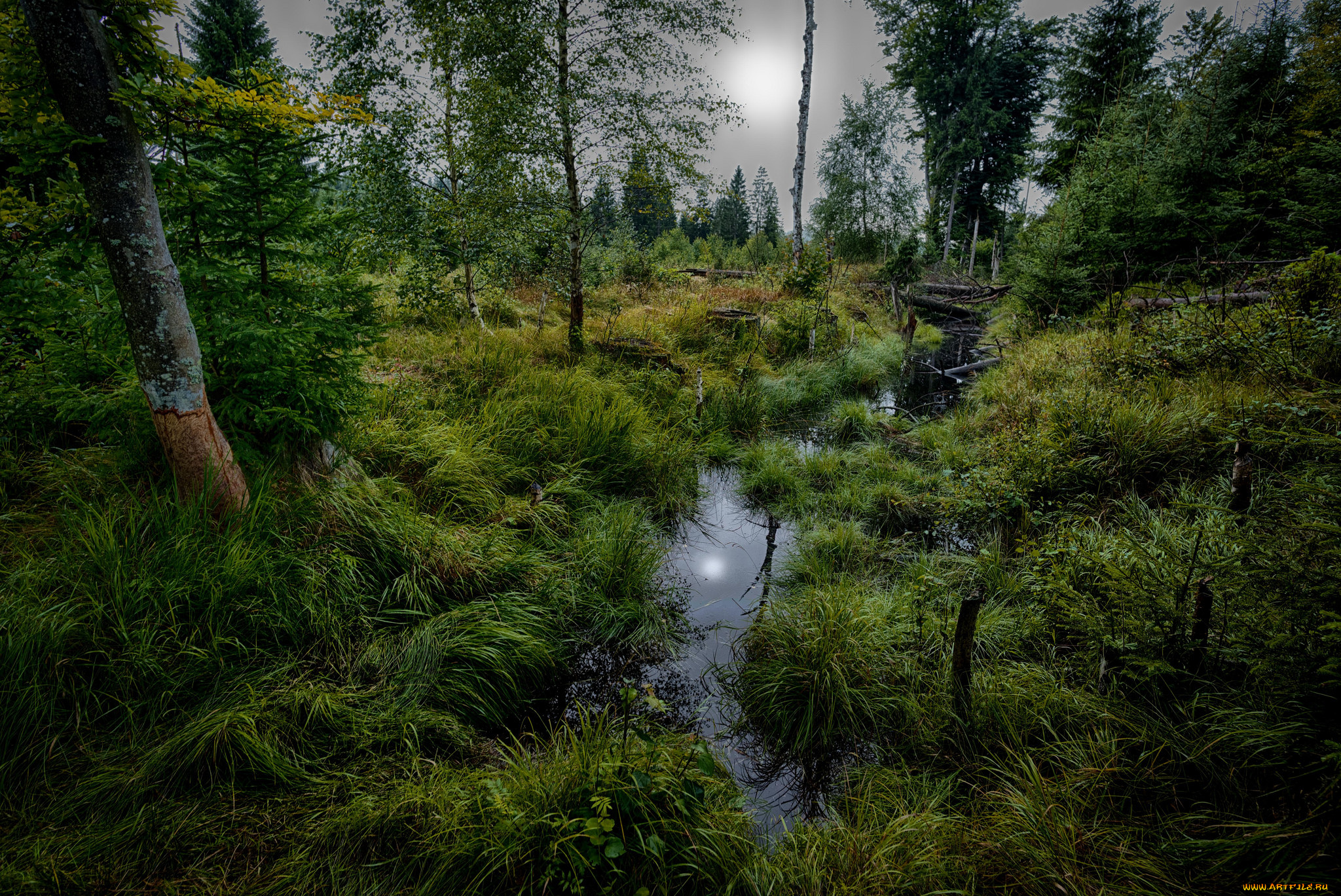 природа, лес, простор