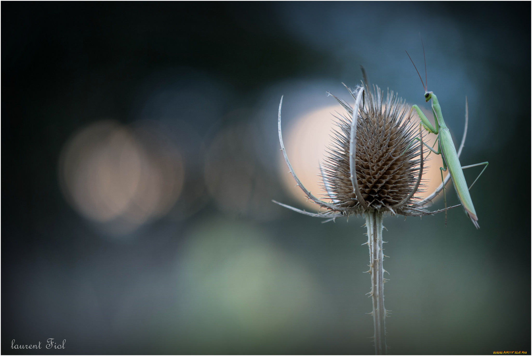 животные, богомолы, макро