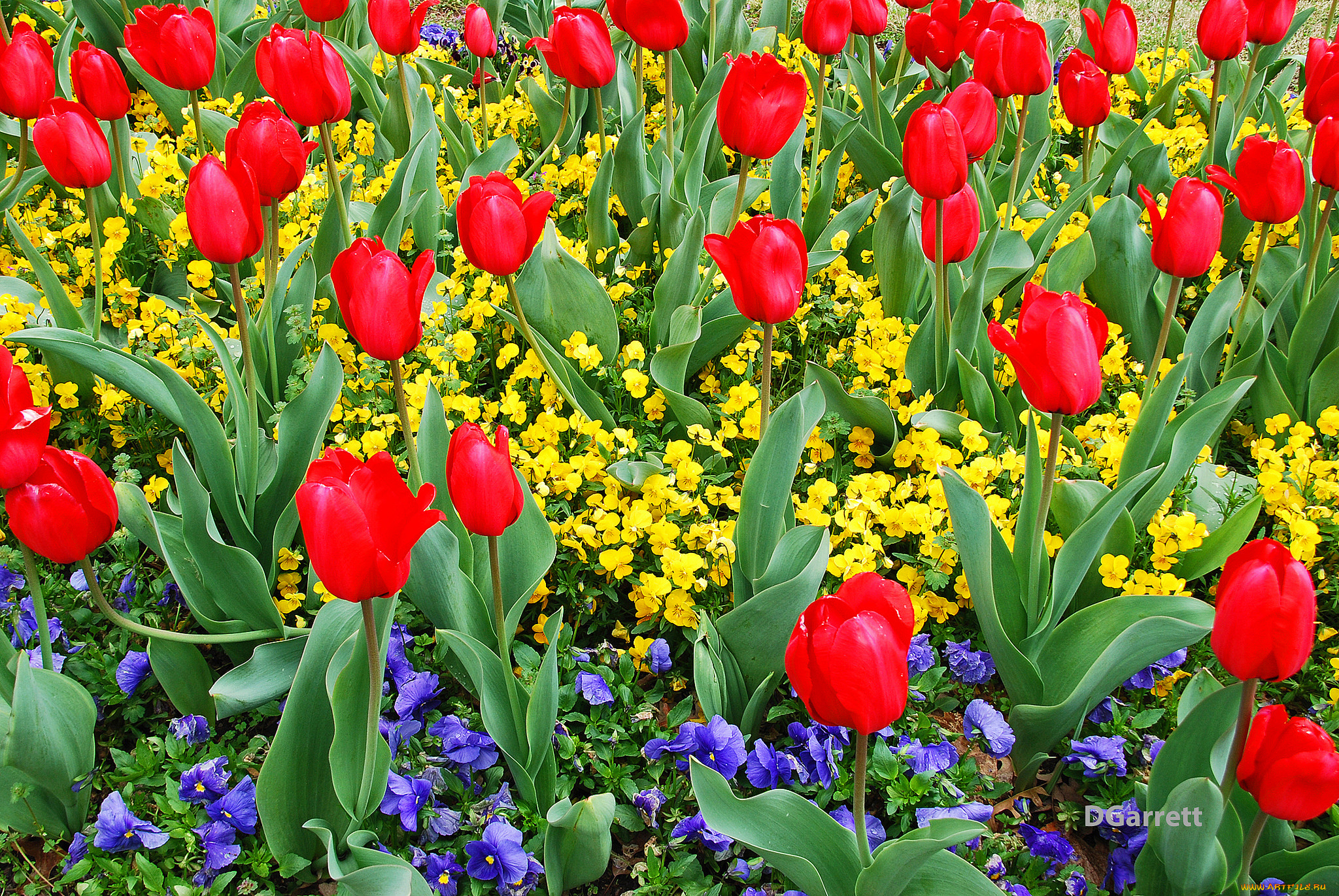 цветы, разные, вместе, клумба
