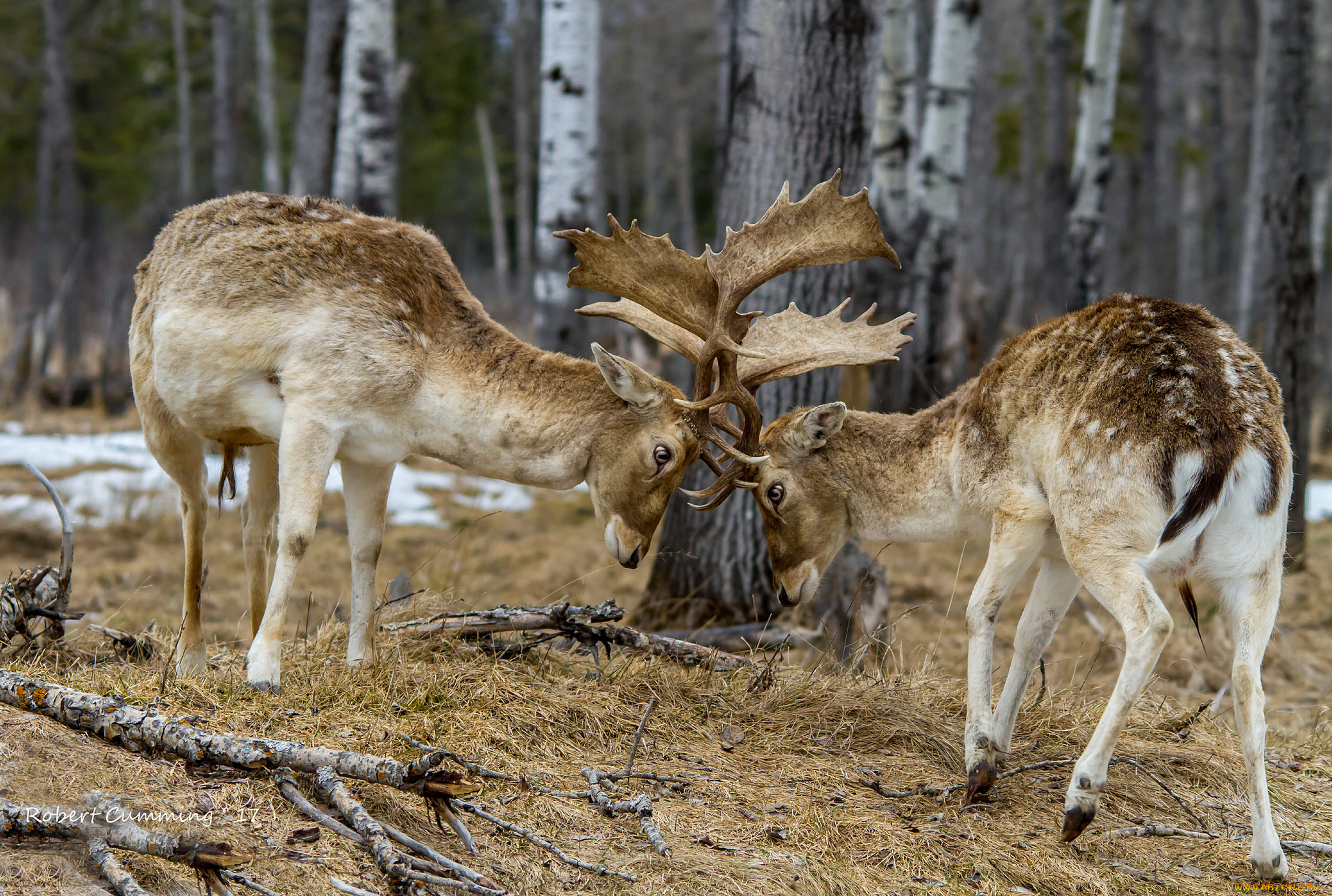 животные, олени