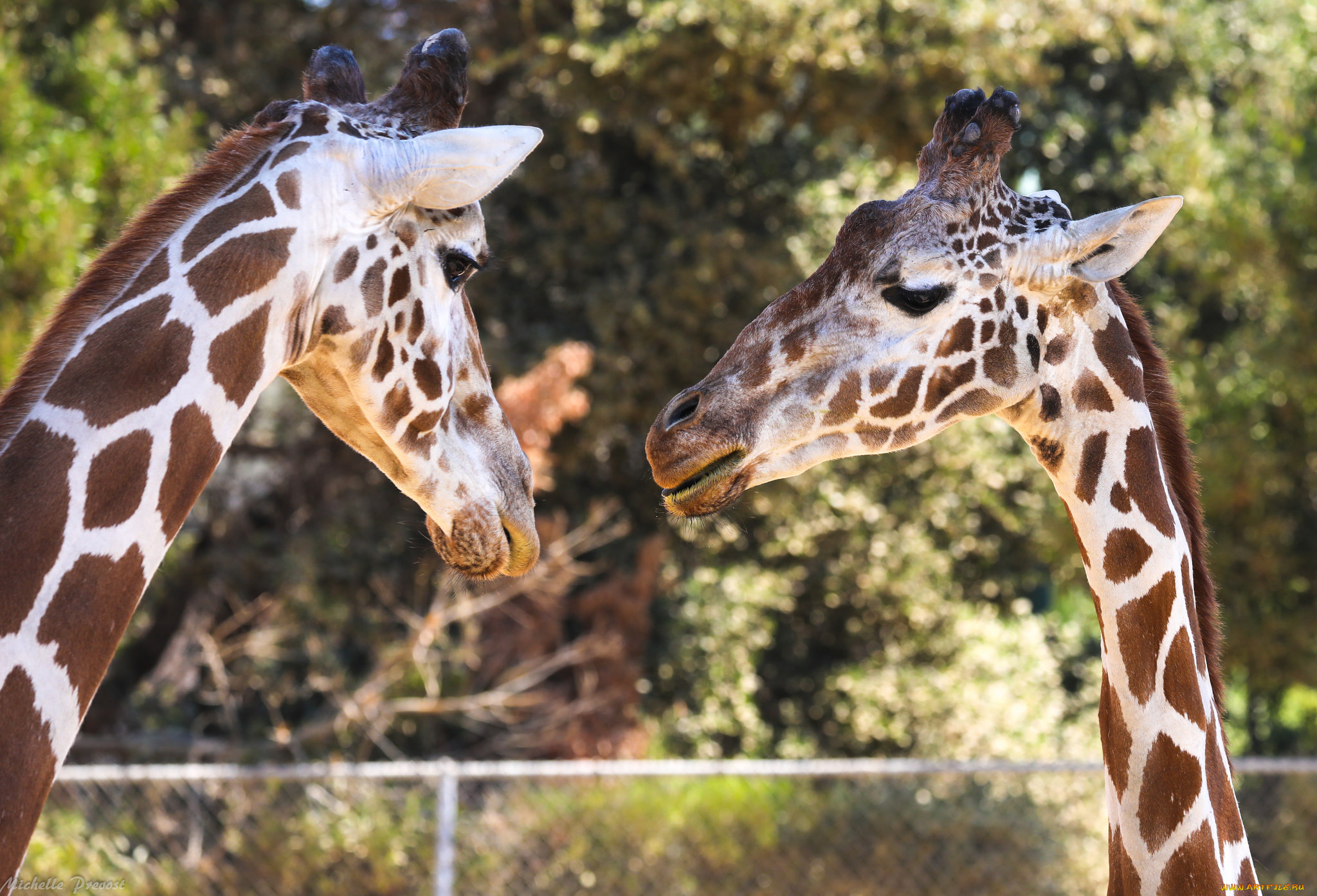 животные, жирафы