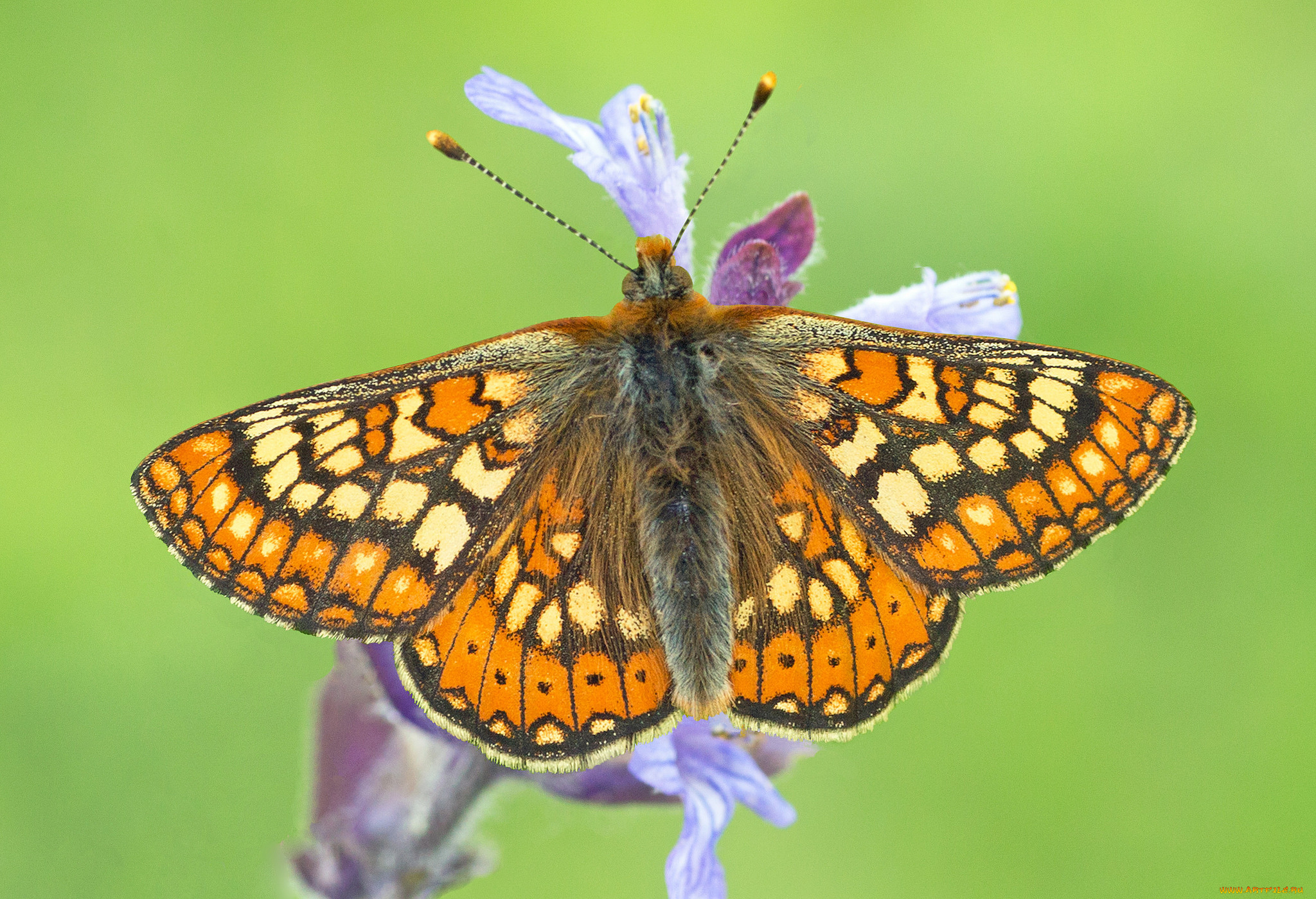 животные, бабочки, , мотыльки, , моли, бабочка