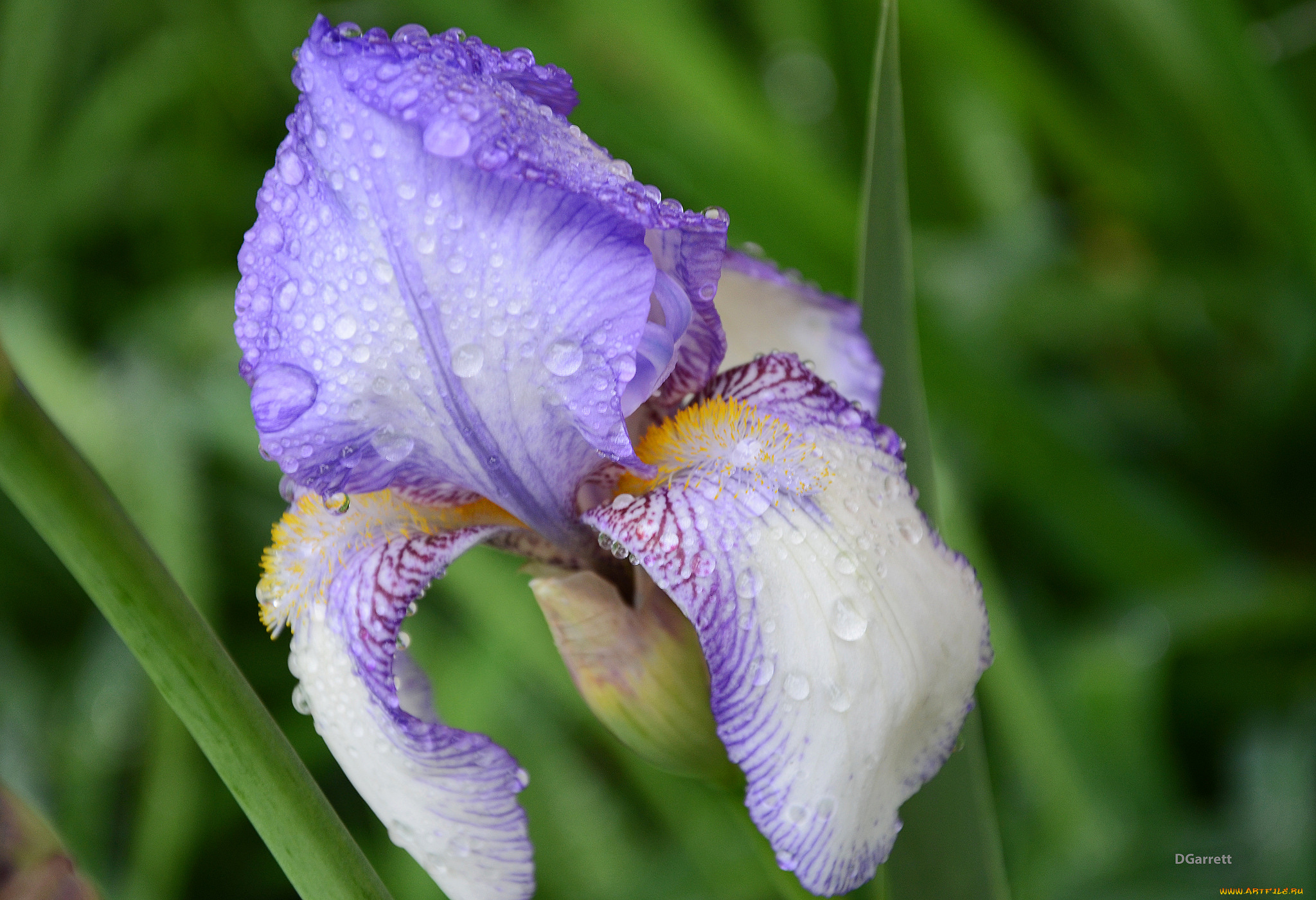 цветы, ирисы, ирис