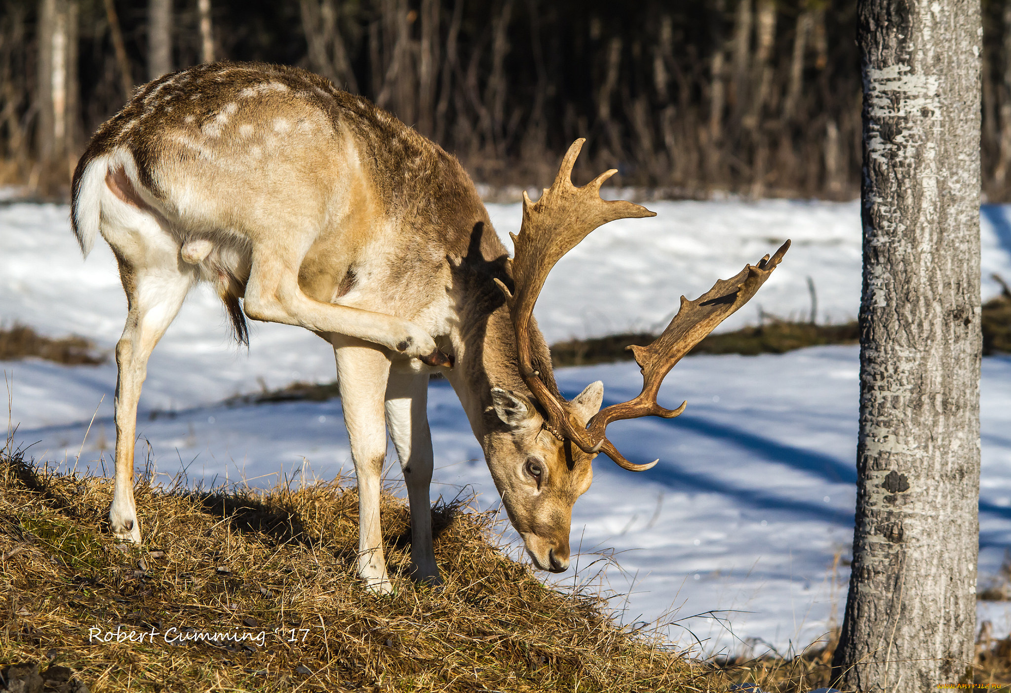животные, олени, олень