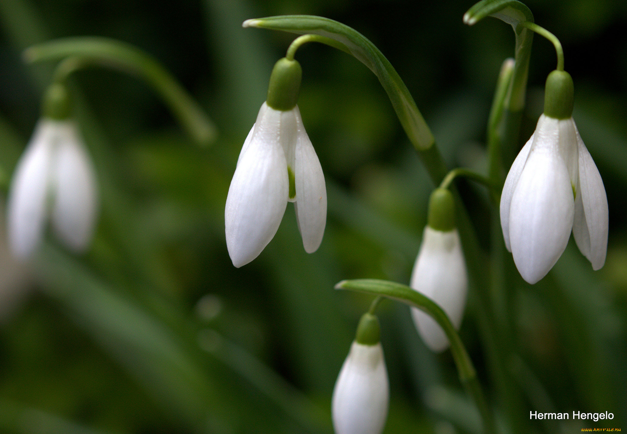 цветы, подснежники, , белоцветники, , пролески