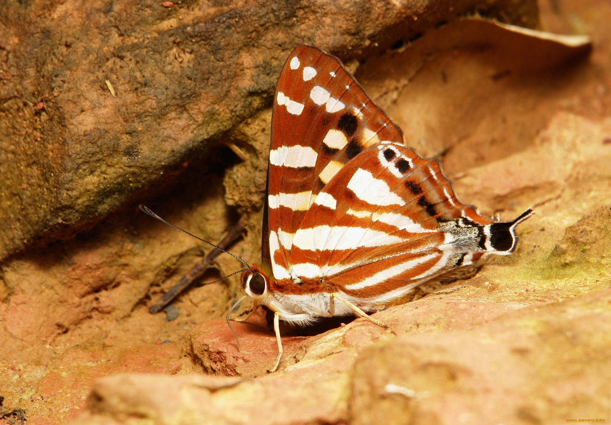 животные, бабочки, , мотыльки, , моли, бабочка