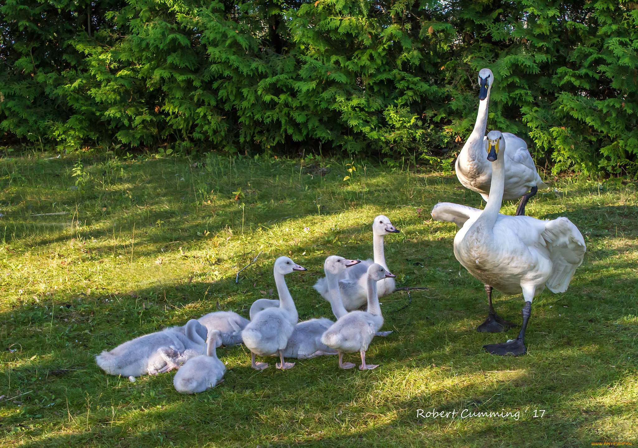 животные, лебеди