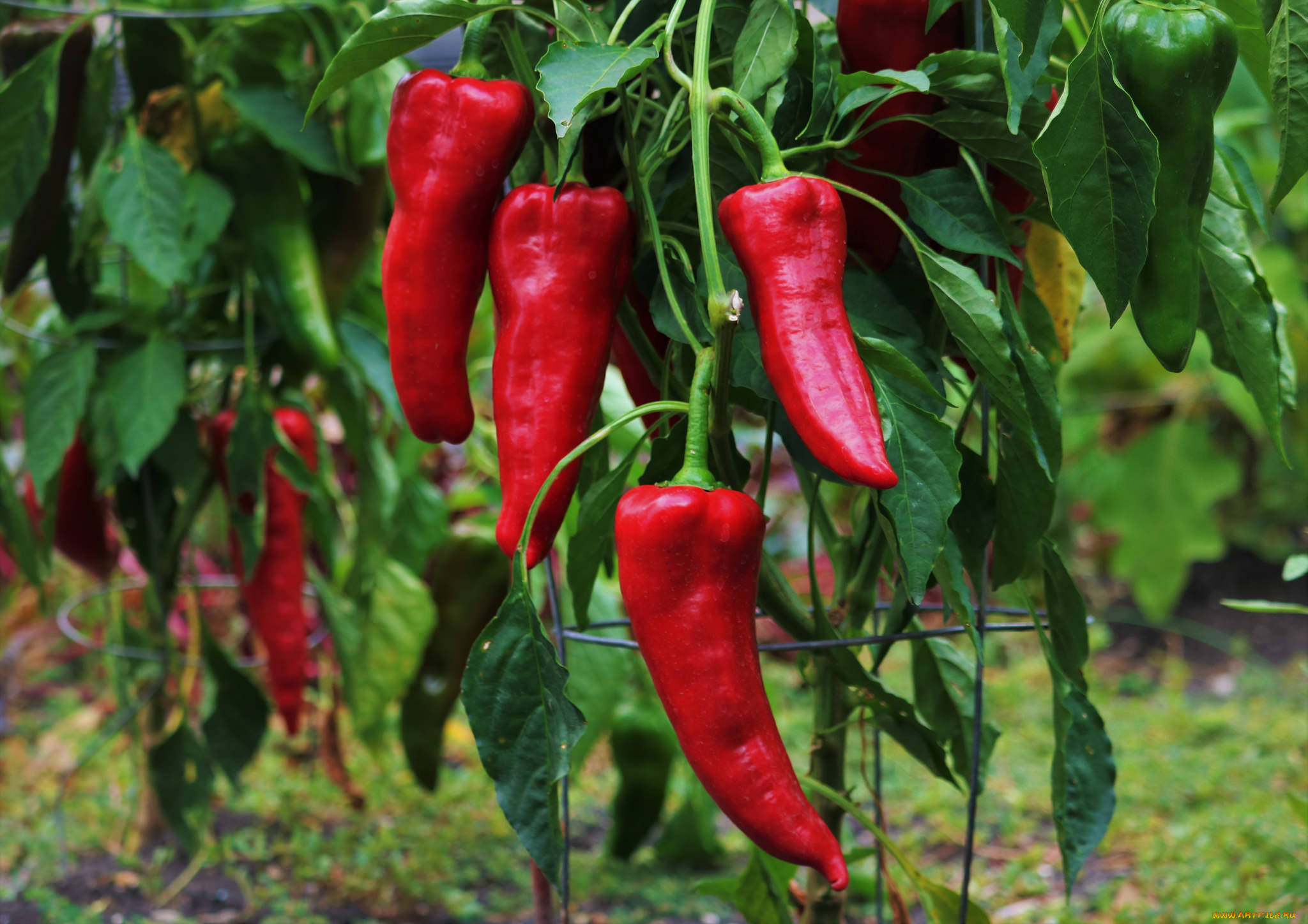 природа, плоды, перец
