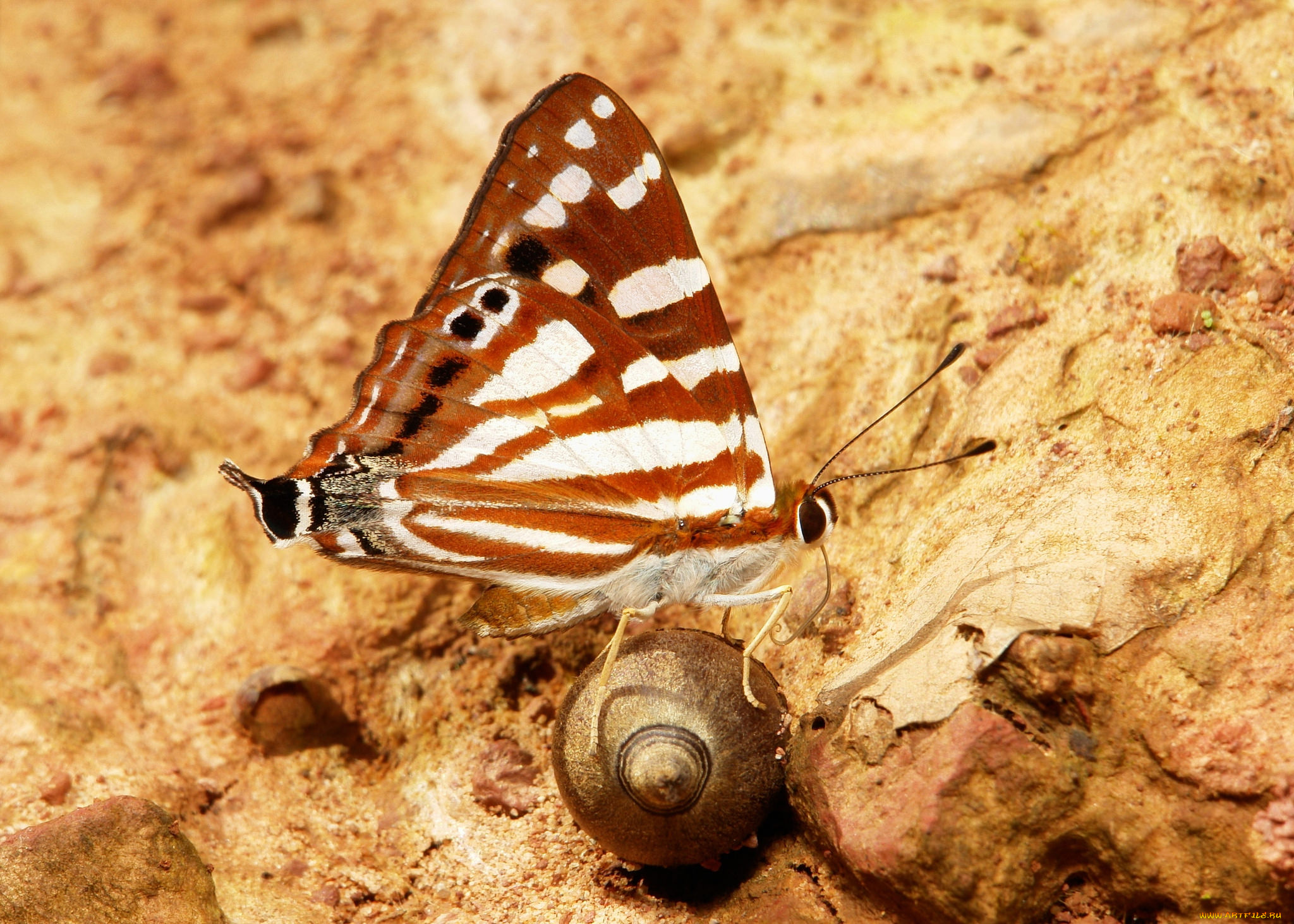 животные, бабочки, , мотыльки, , моли, бабочка