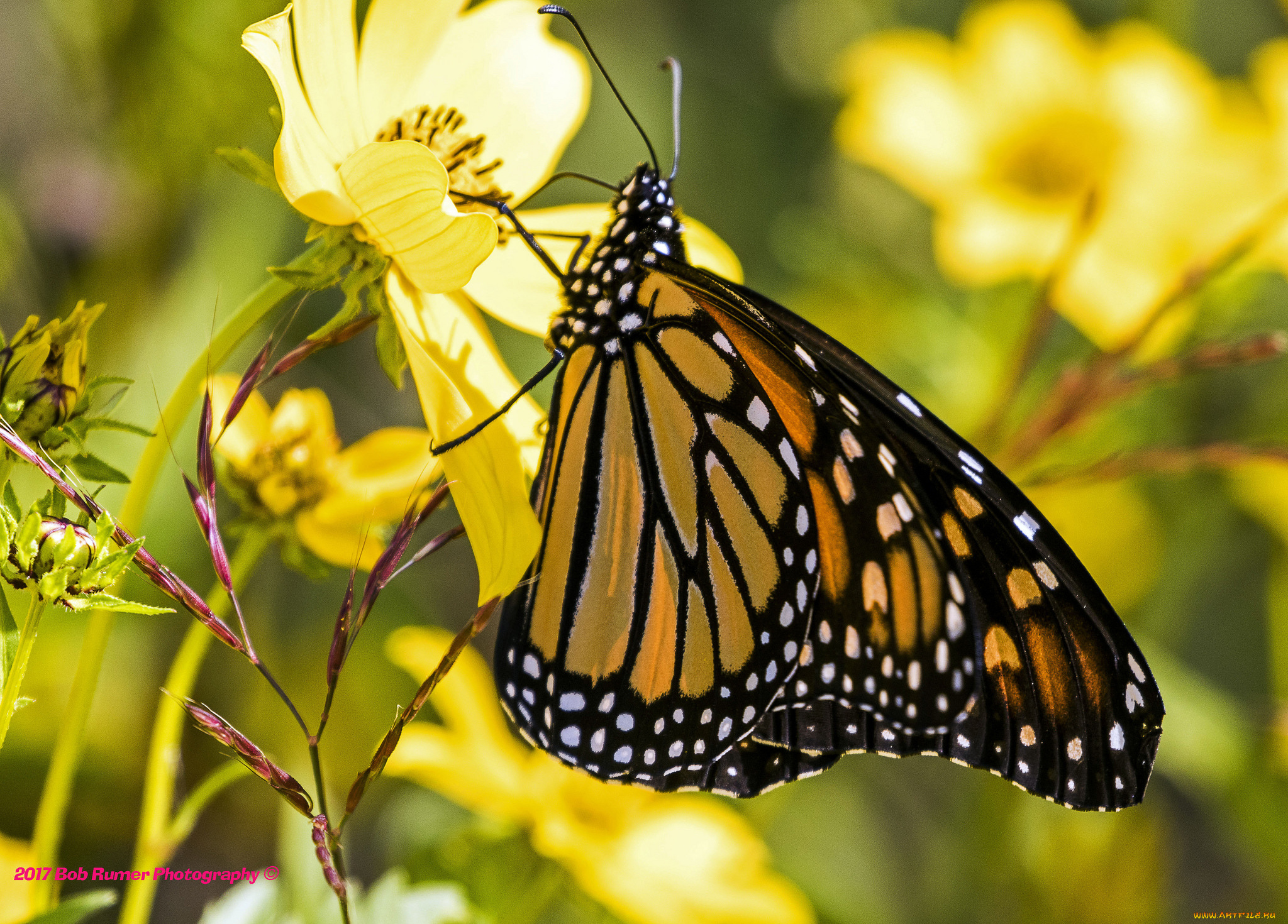 животные, бабочки, , мотыльки, , моли, бабочка