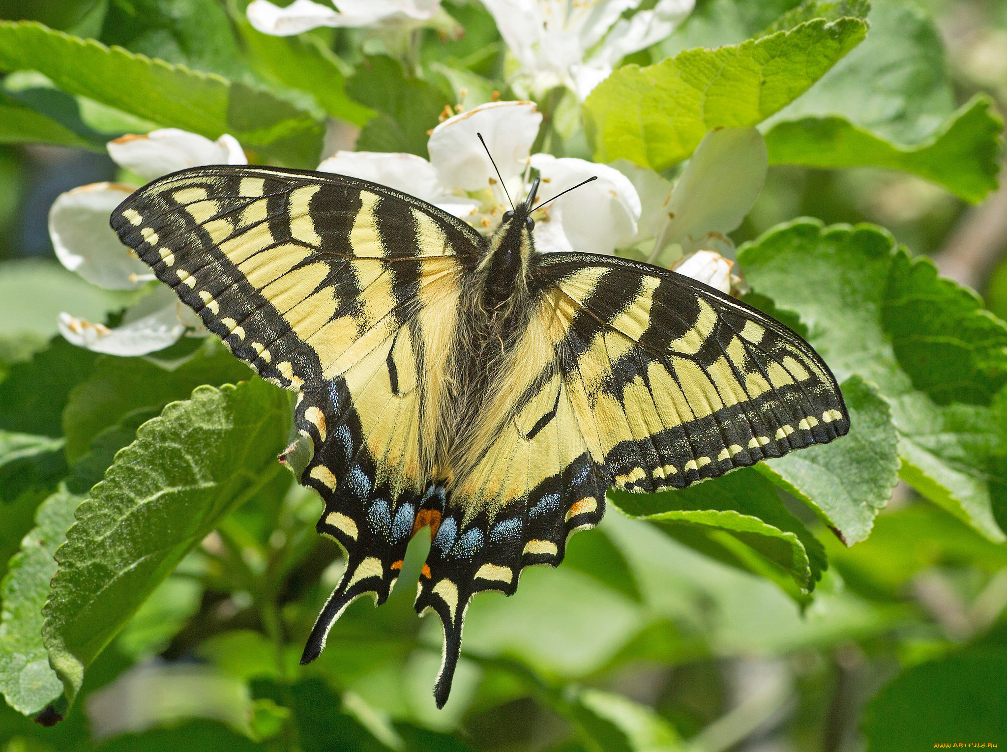 животные, бабочки, , мотыльки, , моли, бабочка