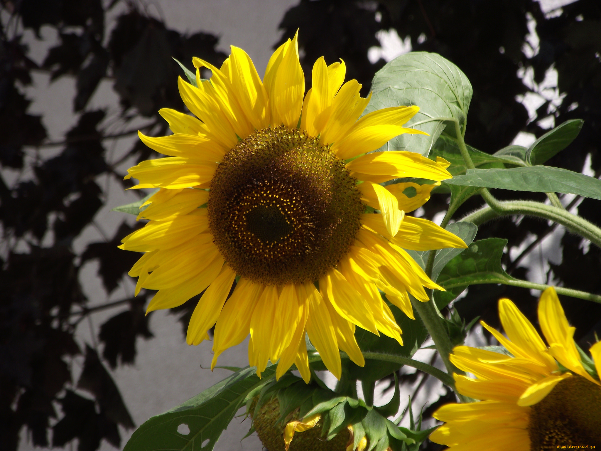 цветы, подсолнухи