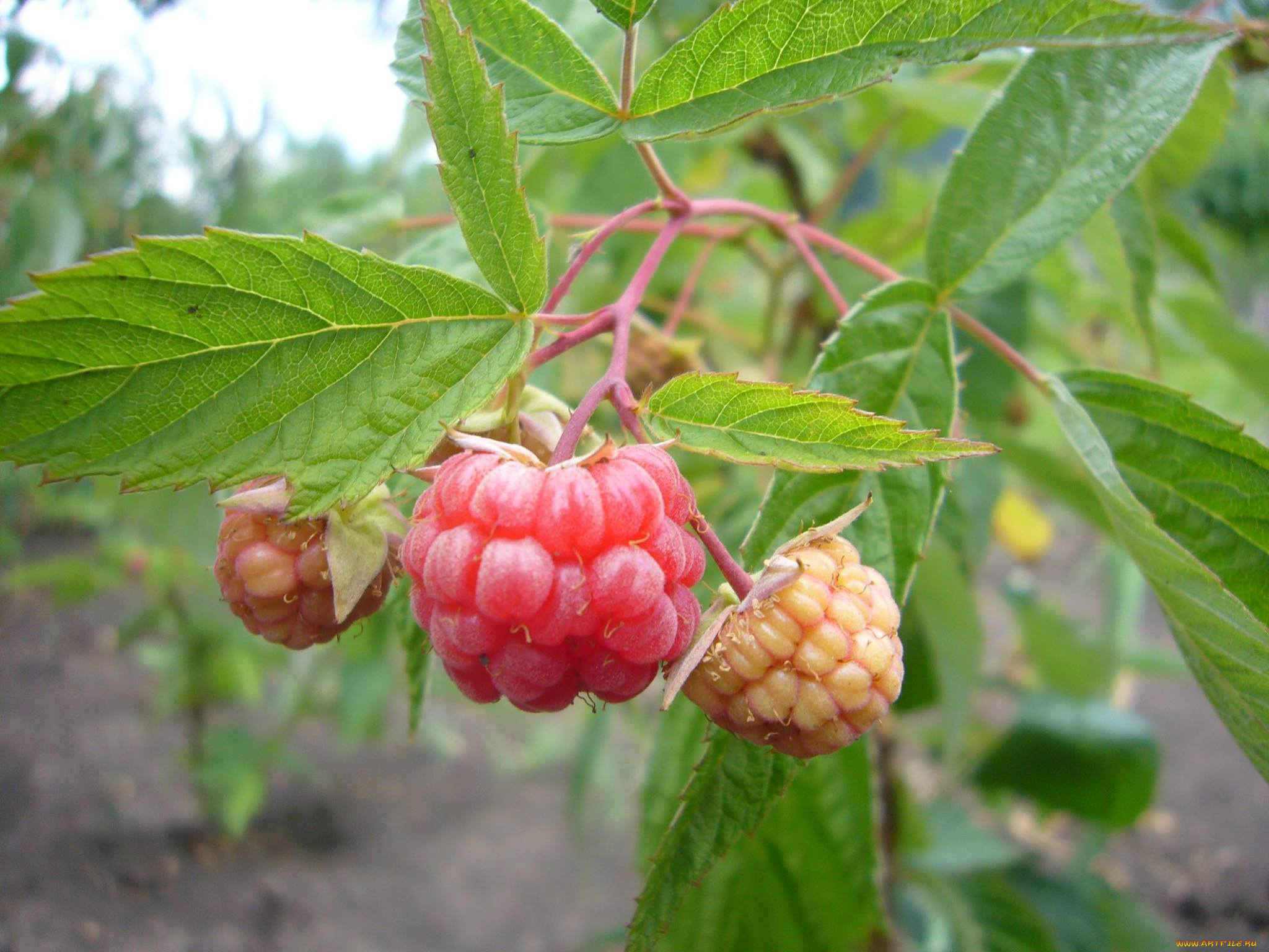 природа, Ягоды, малина, лето, Ягода