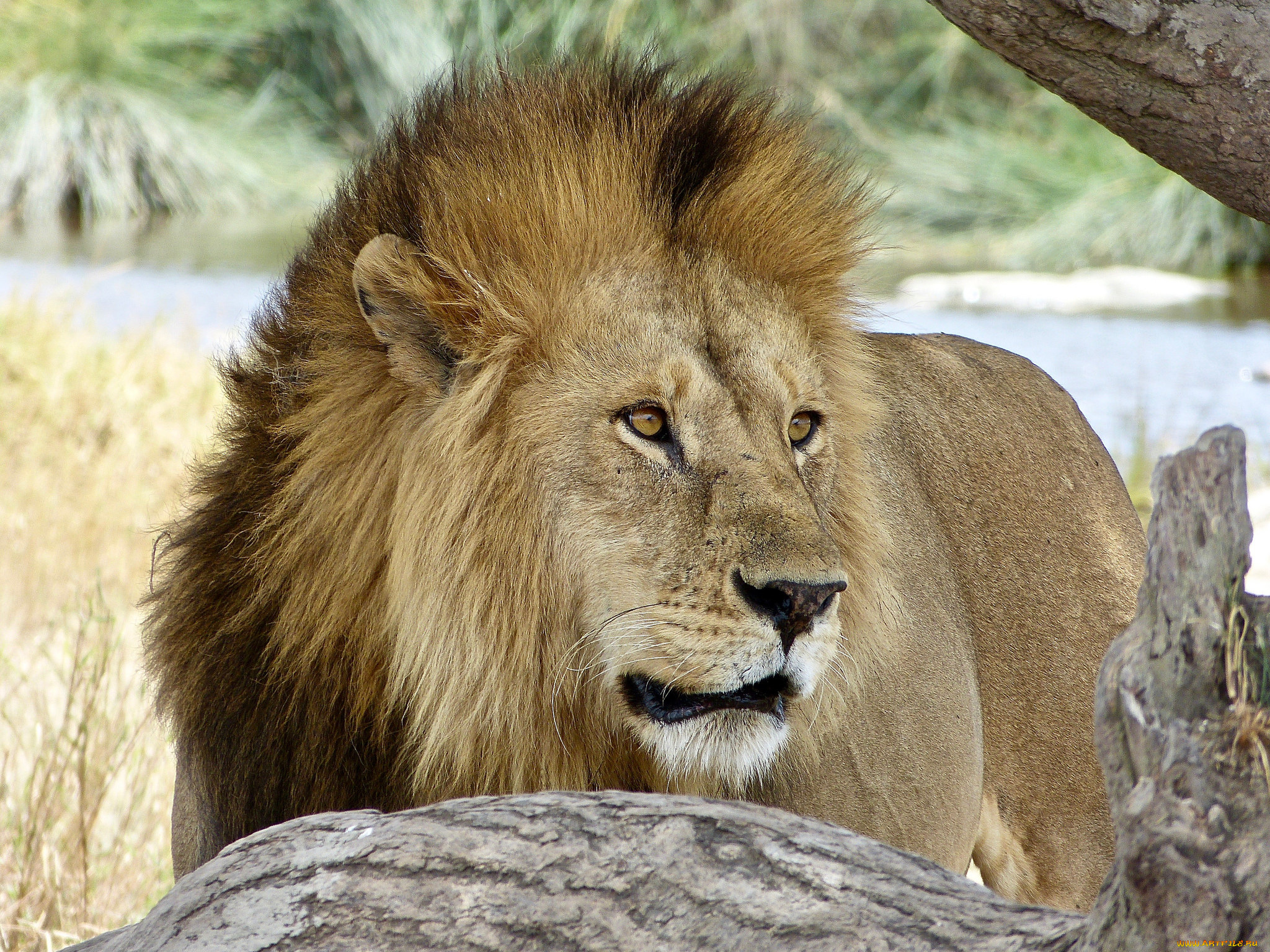животные, львы, лев