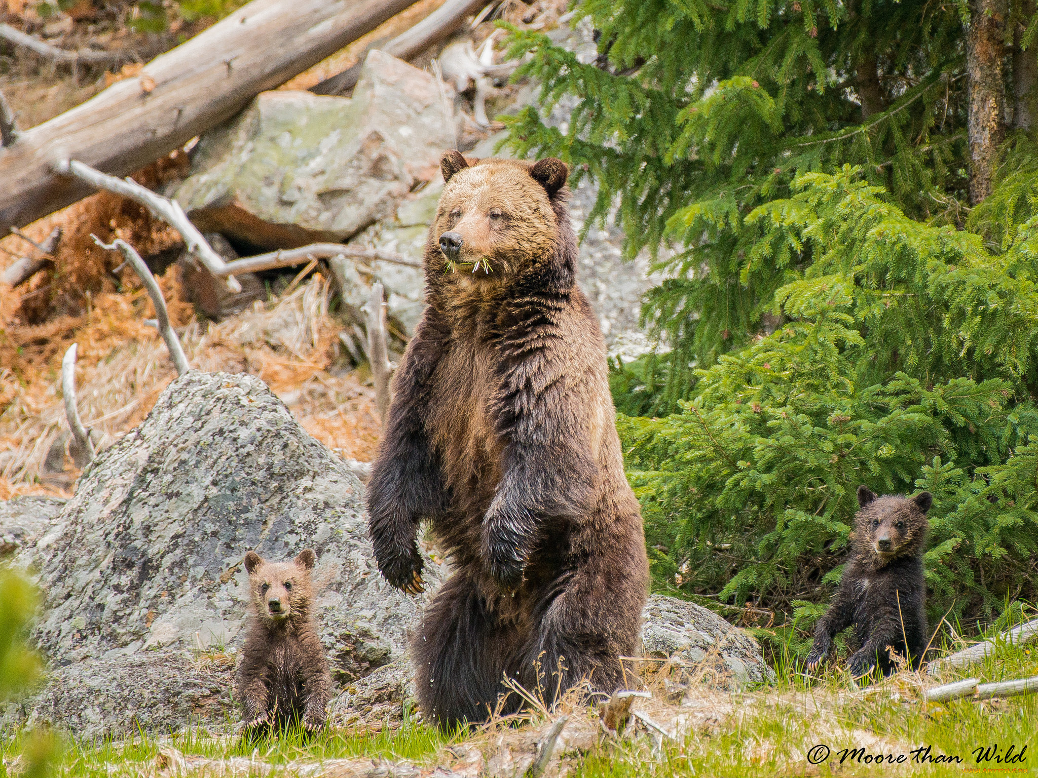 животные, медведи, мишки