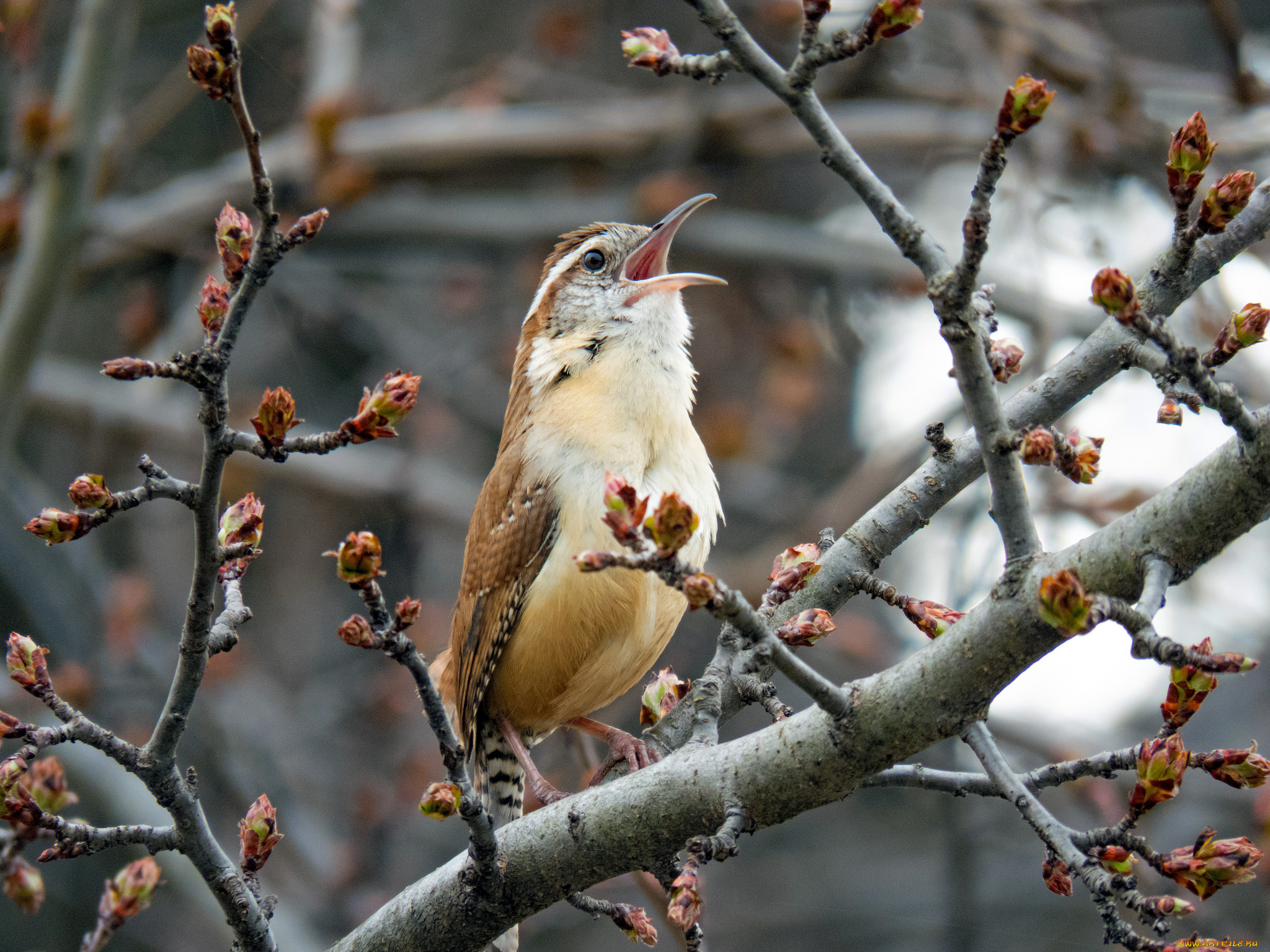 животные, птицы, птица