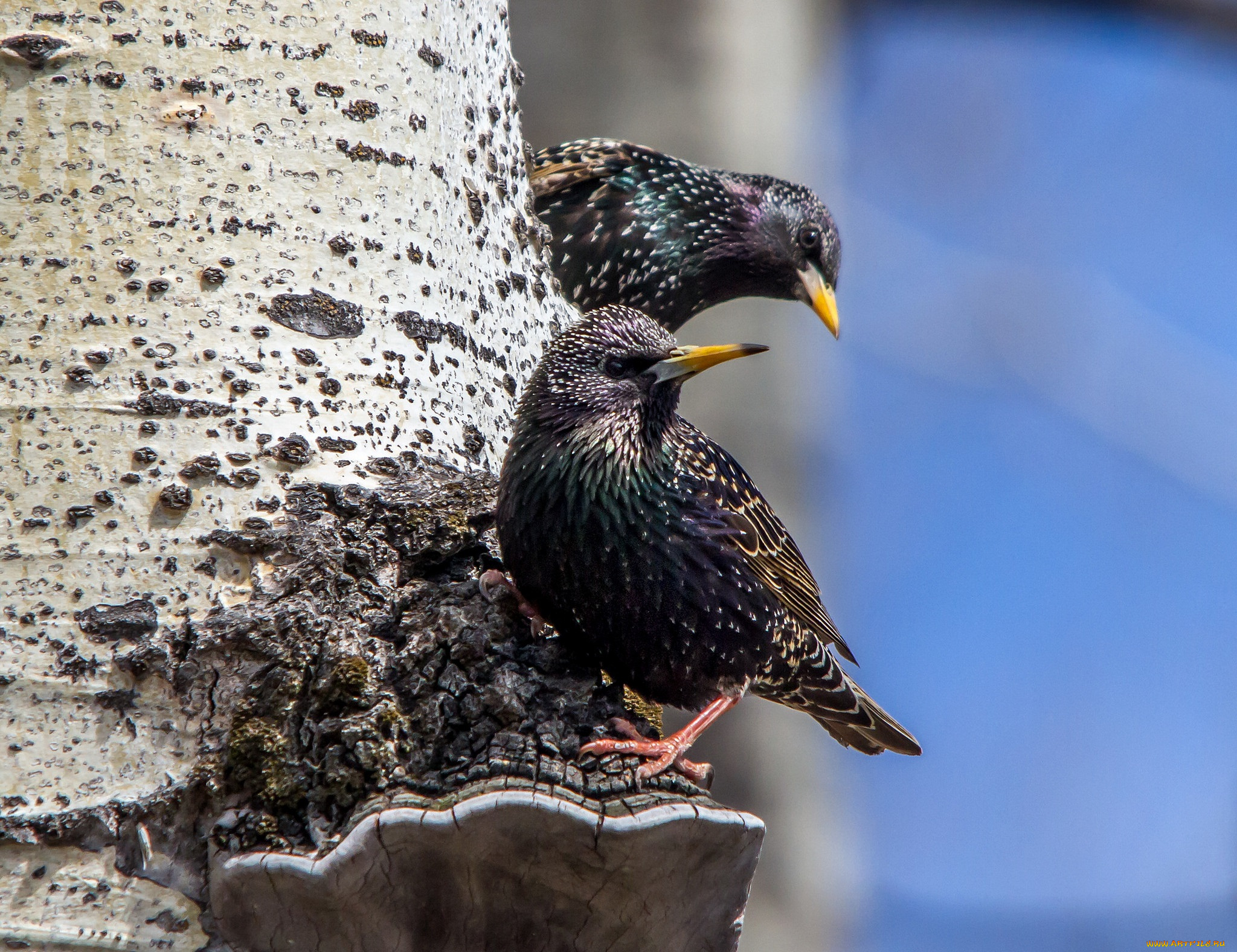 животные, вороны, , грачи, , галки, грачи