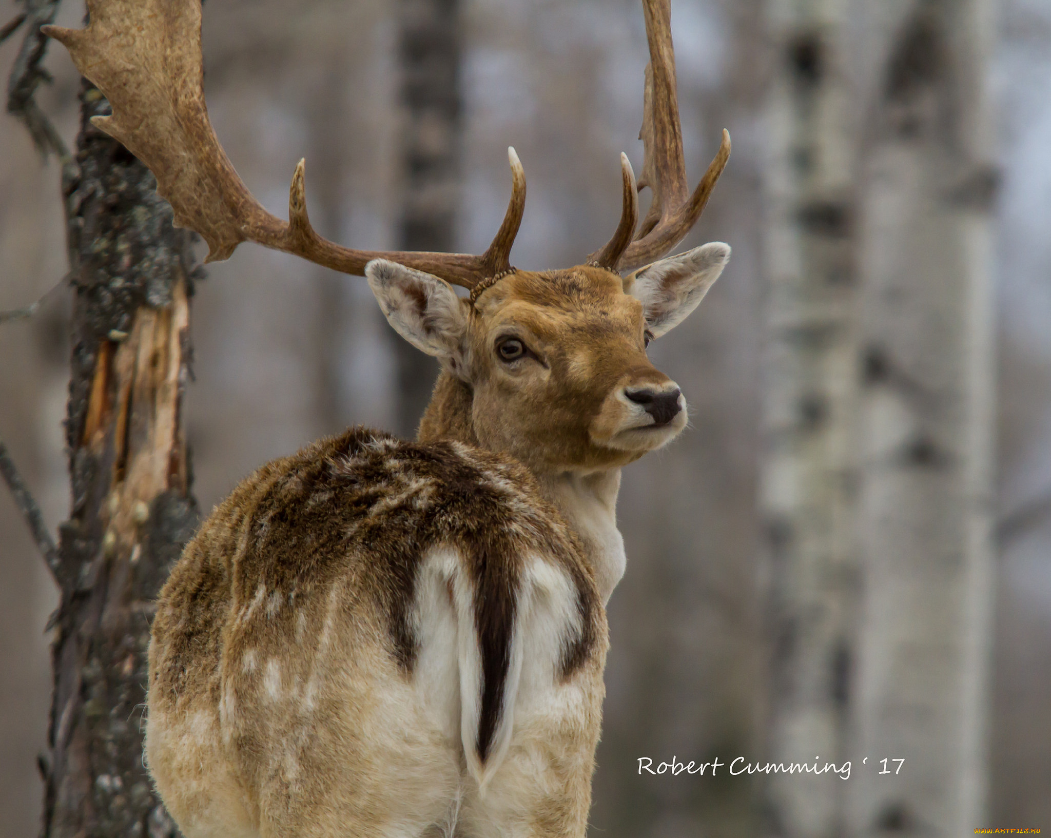животные, олени, олень