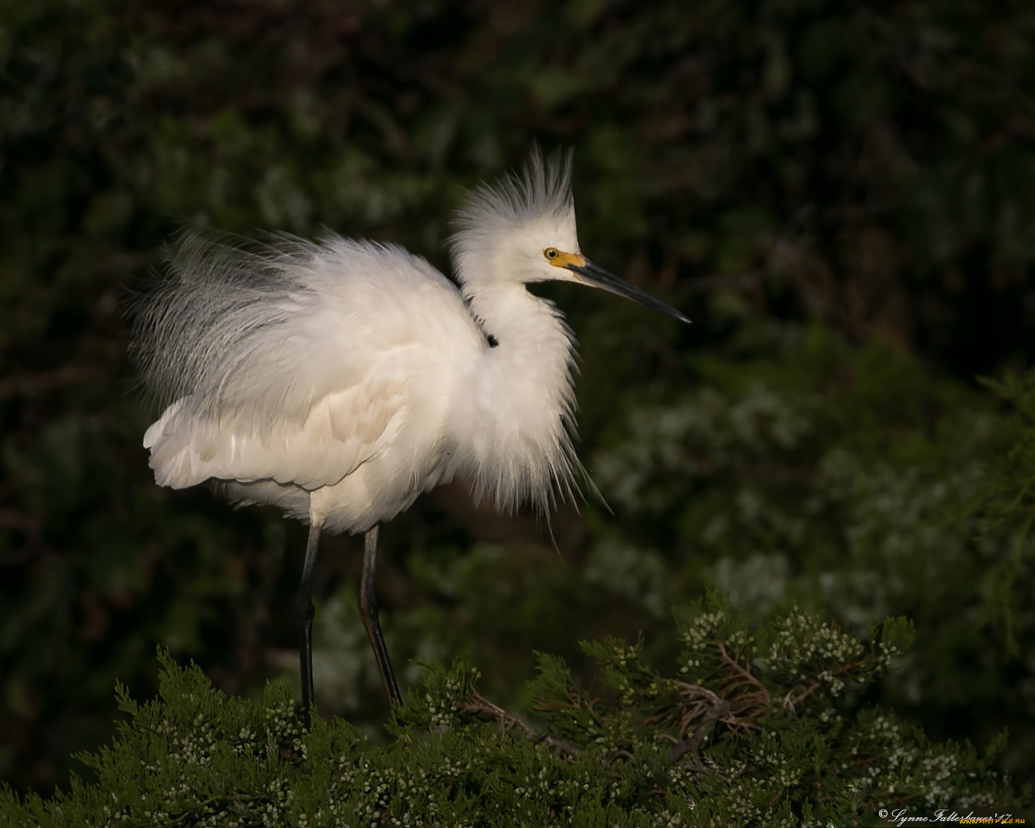 животные, цапли, , выпи, цапля
