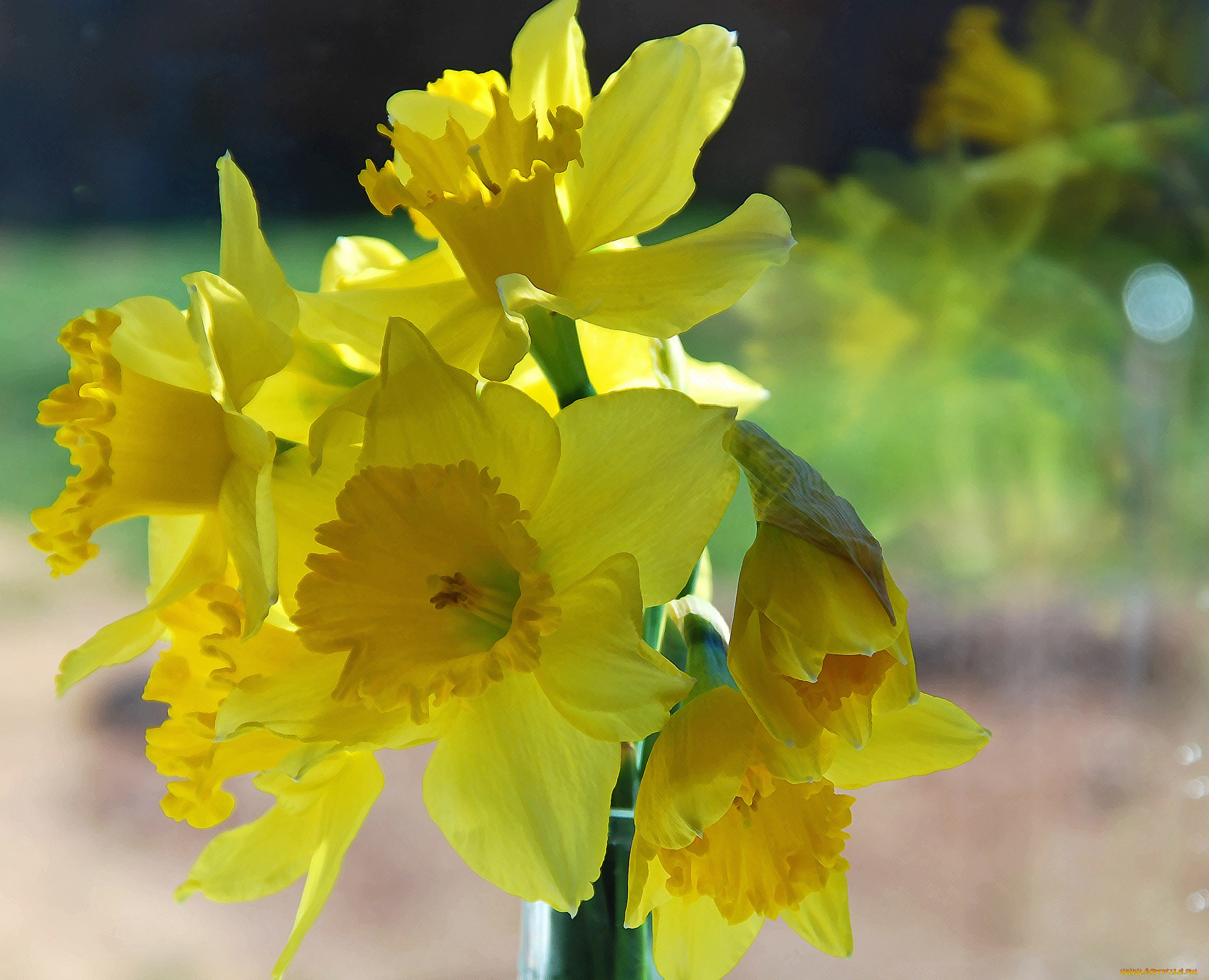 цветы, нарциссы