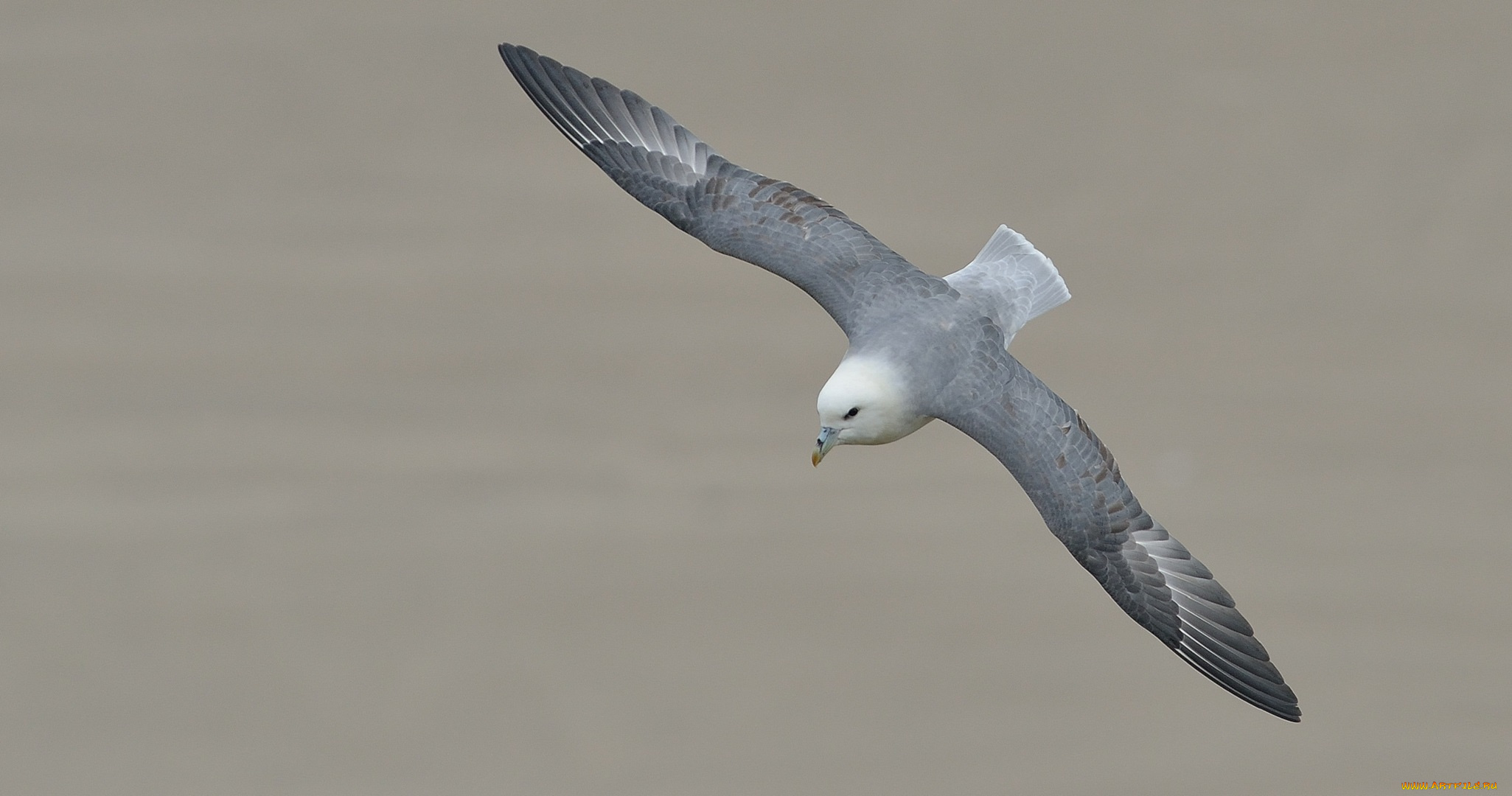 животные, Чайки, , бакланы, , крачки, чайка