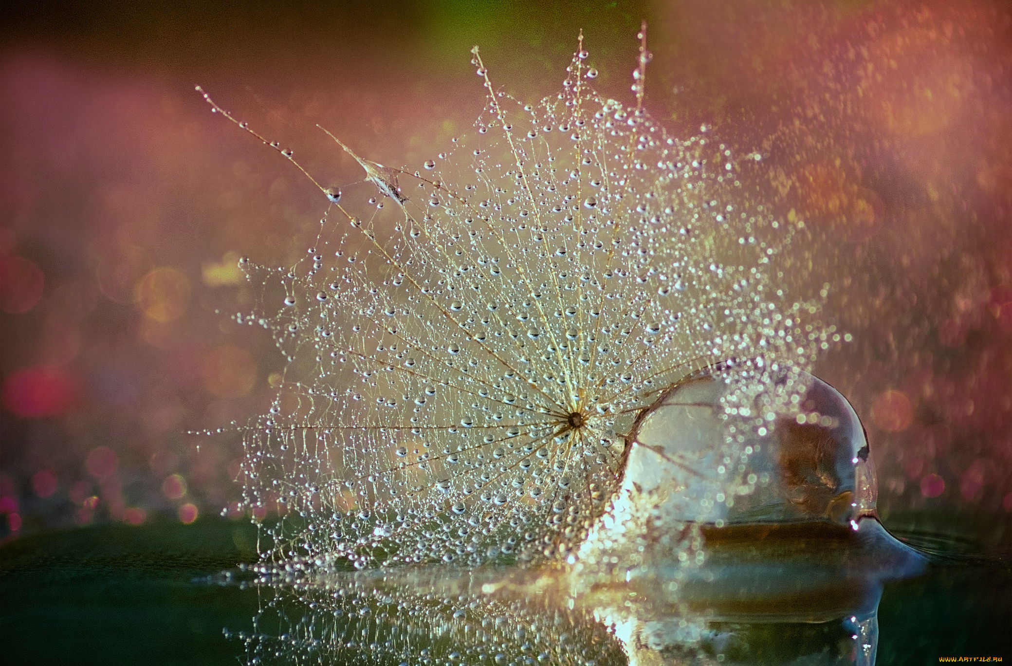 разное, капли, , брызги, , всплески, вода, одуванчик