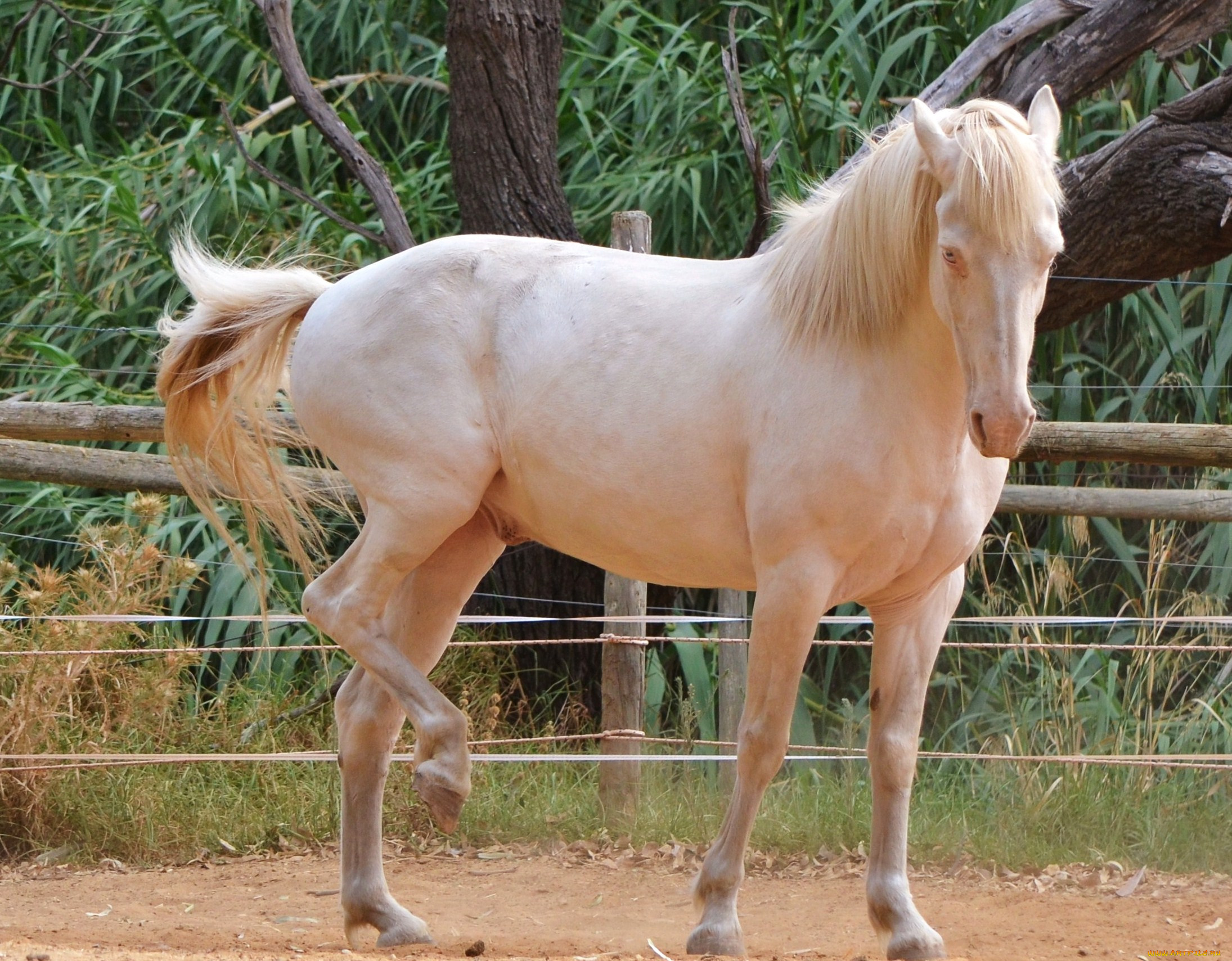 животные, лошади, фон, лошадь