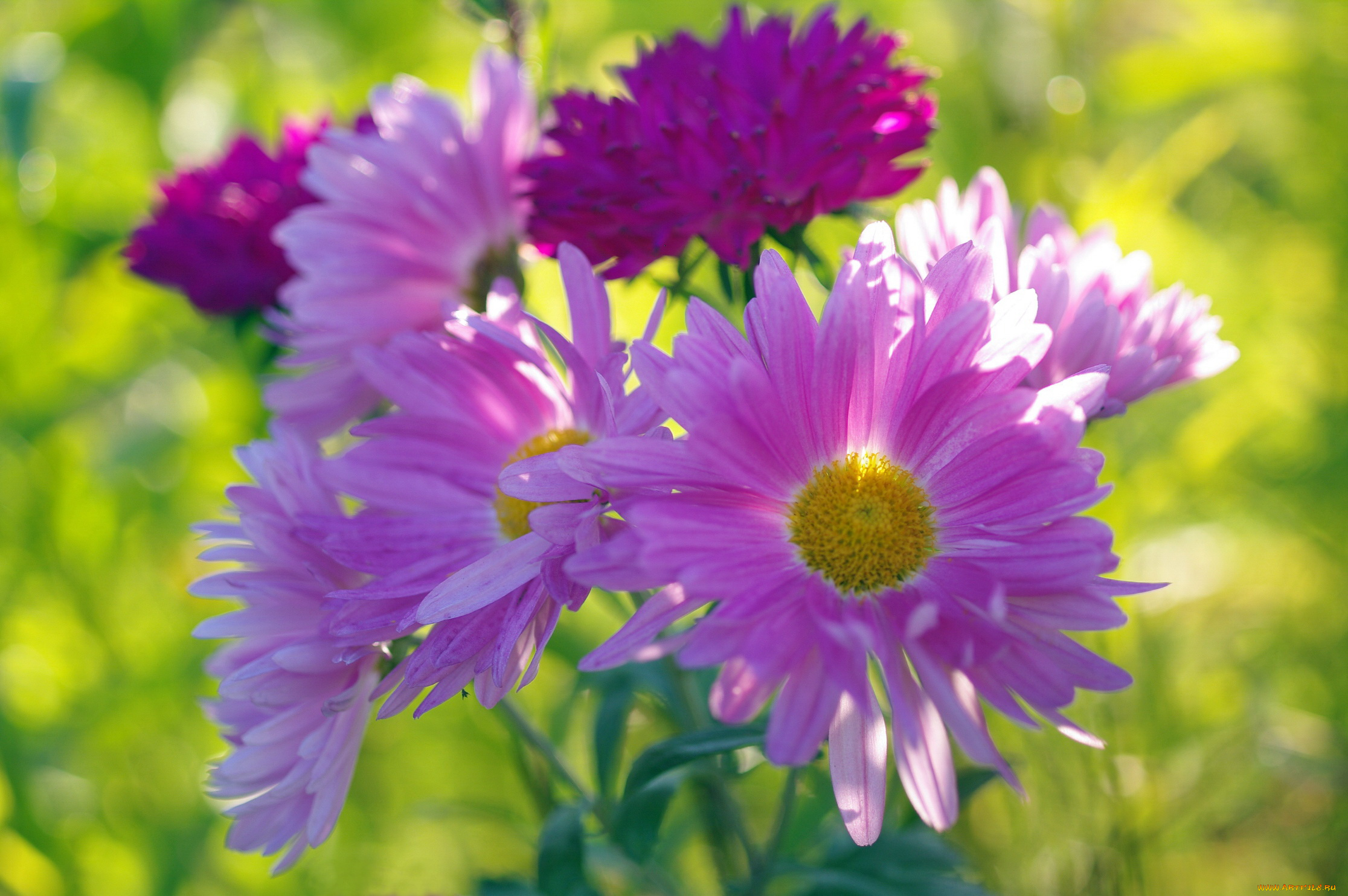 цветы, астры, дача, природа, осень, хризантемы, сентябрь, красота, букет