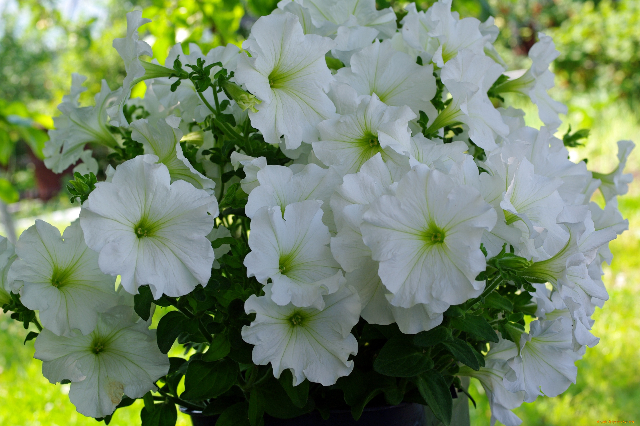 цветы, петунии, , калибрахоа, однолетники, нежность, июль, флора, петунья, позитив, природа, красота, лето