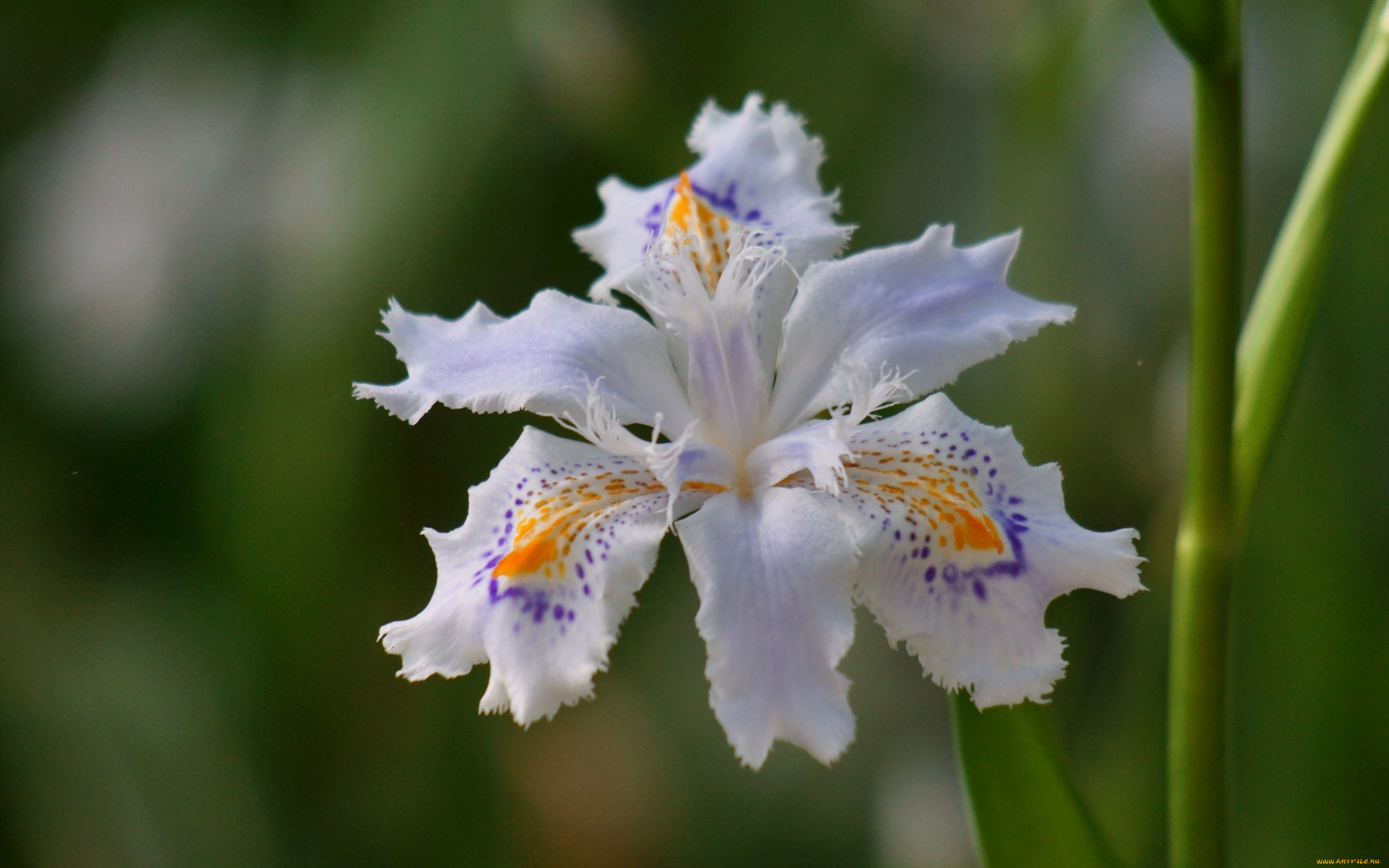 цветы, ирисы, ирис