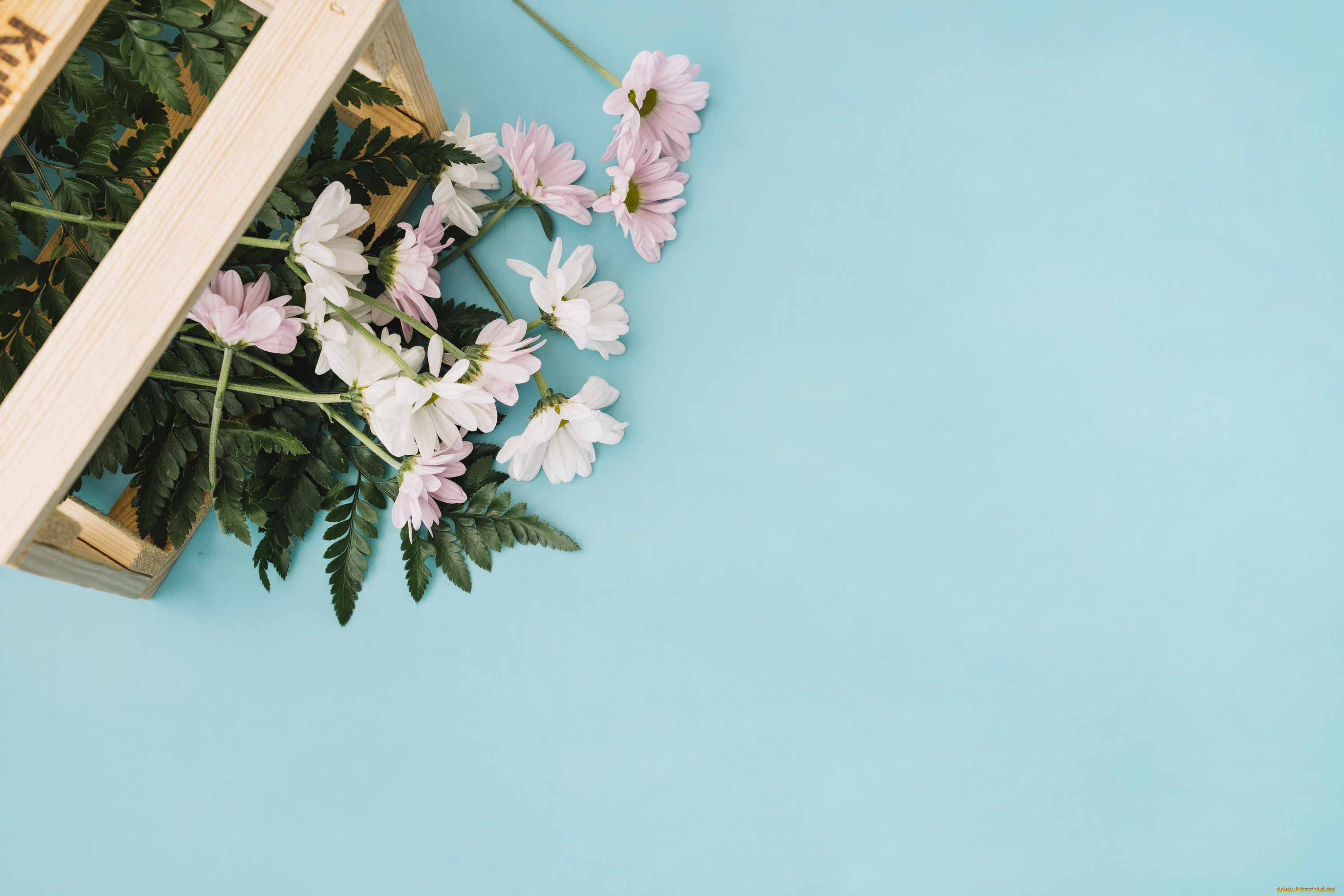 цветы, хризантемы, коробка, фон