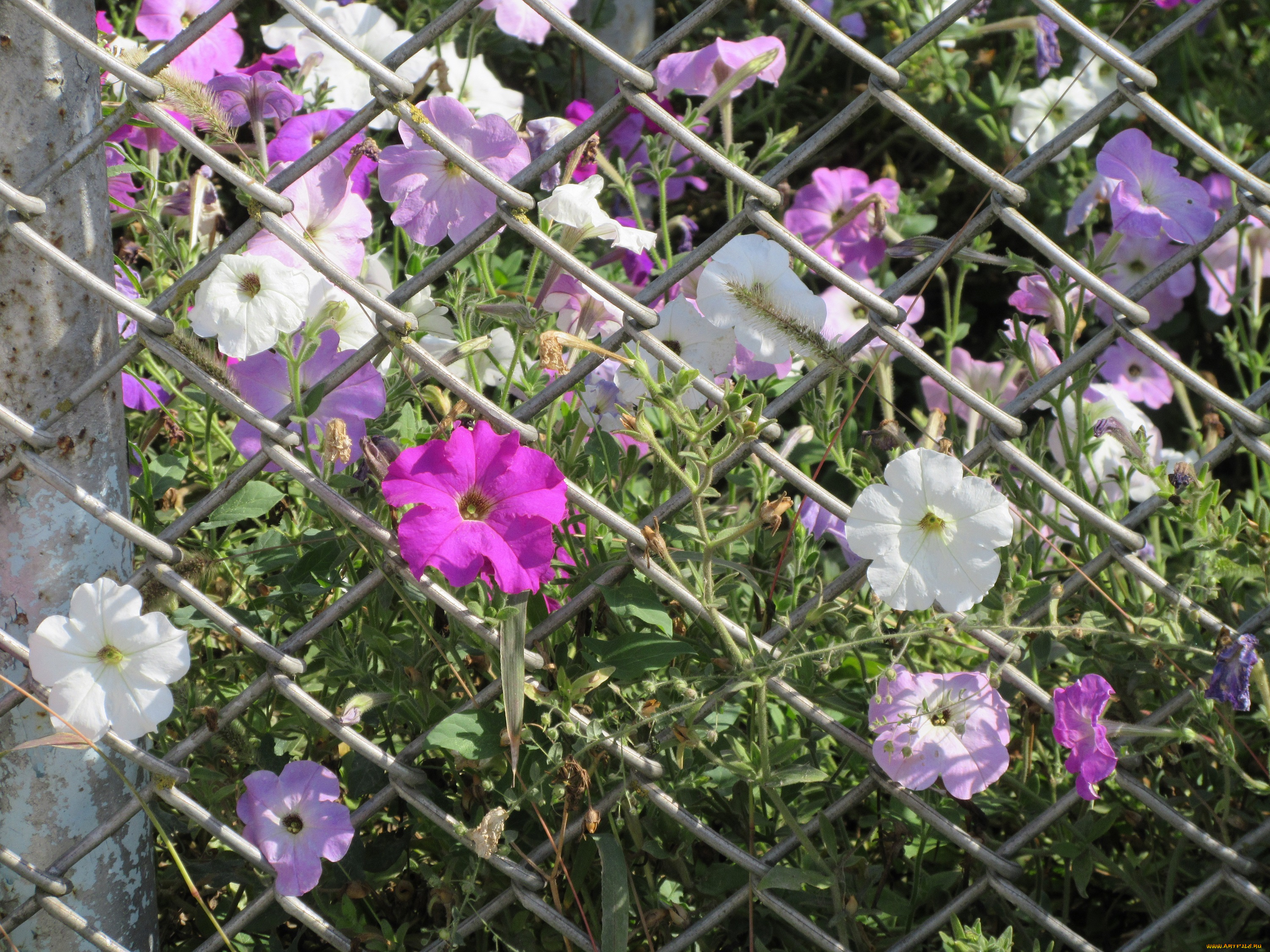 цветы, петунии, , калибрахоа