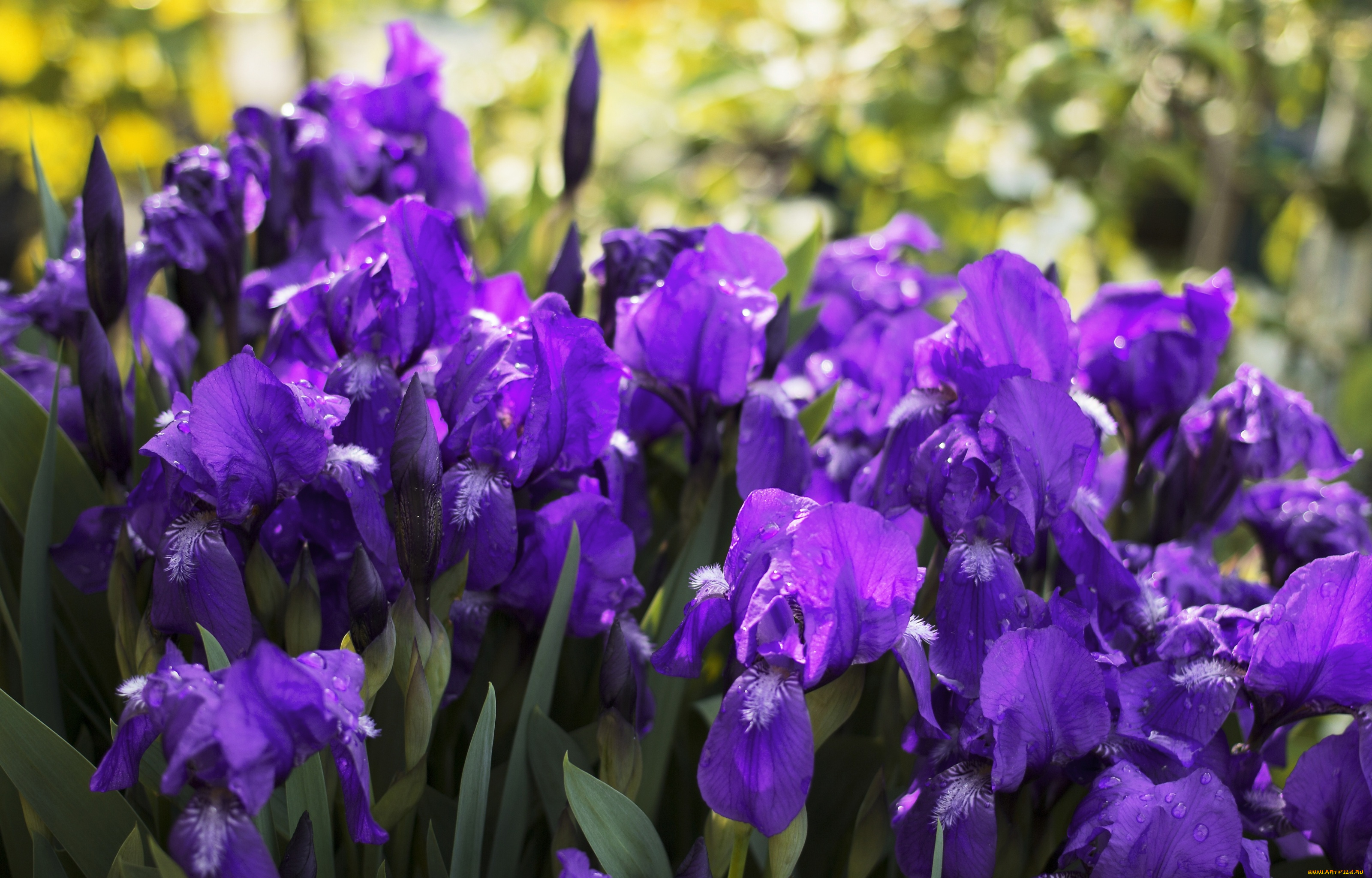 цветы, ирисы