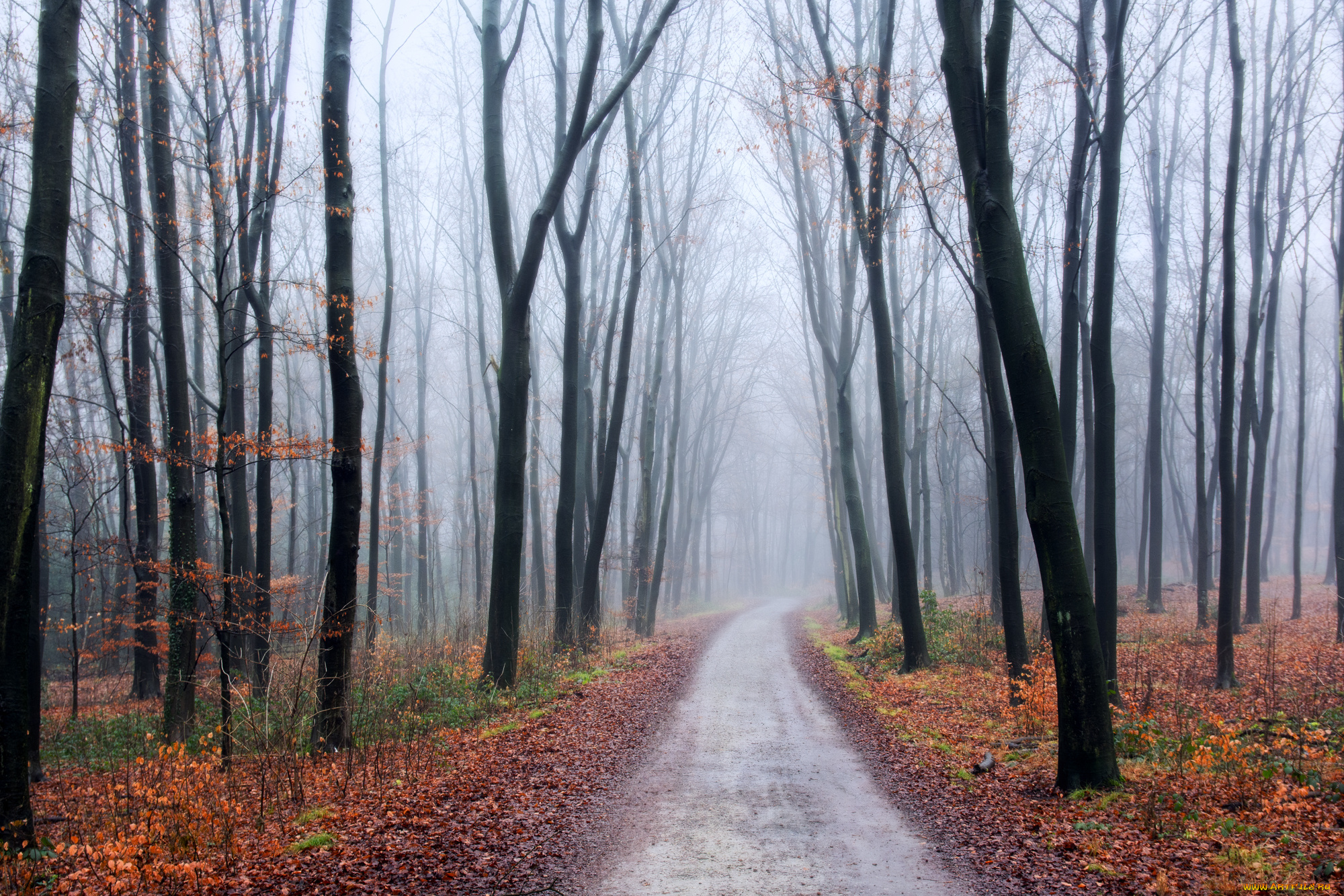 природа, дороги, деревья, лес