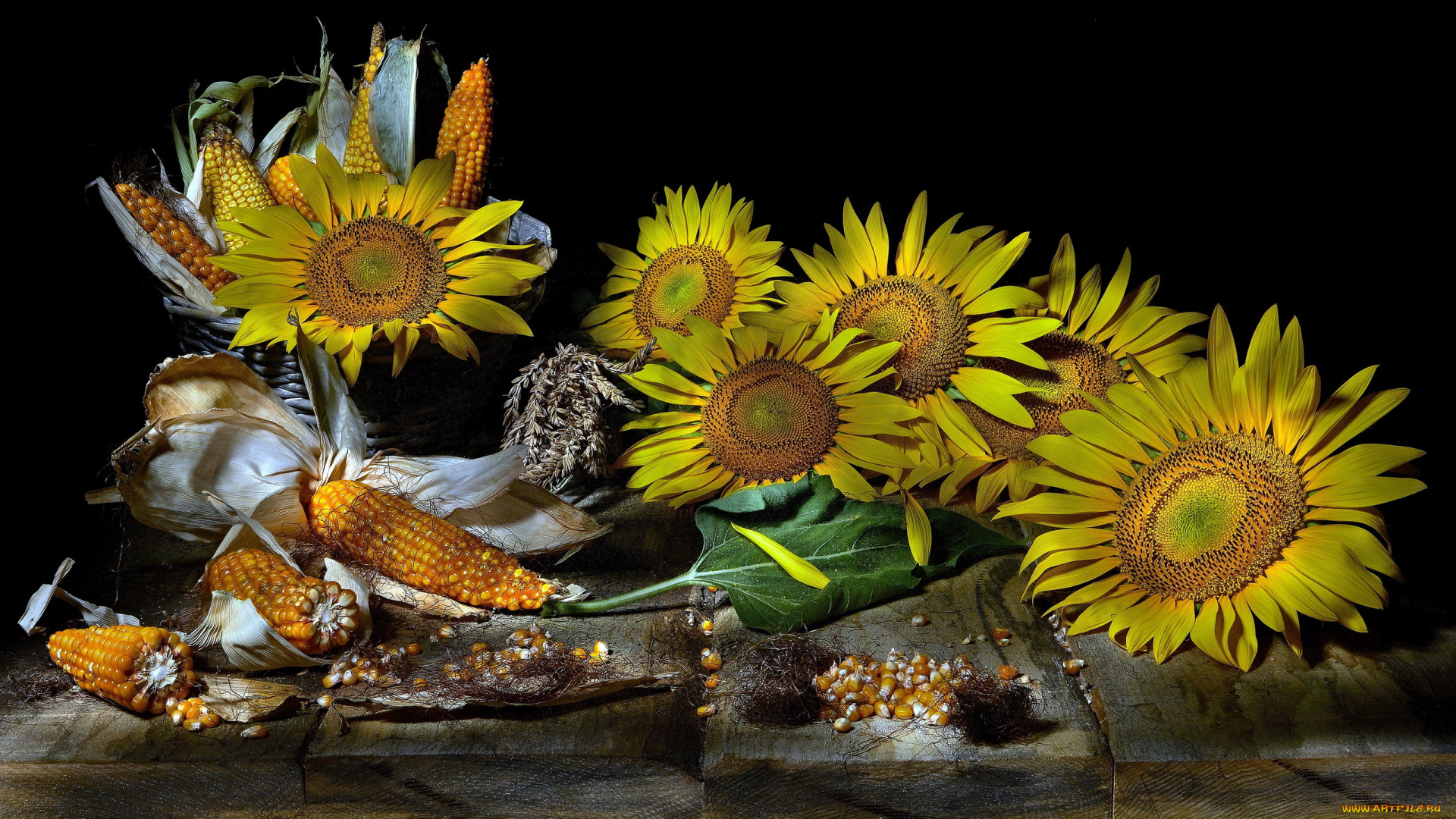 еда, кукуруза, подсолнухи, початки