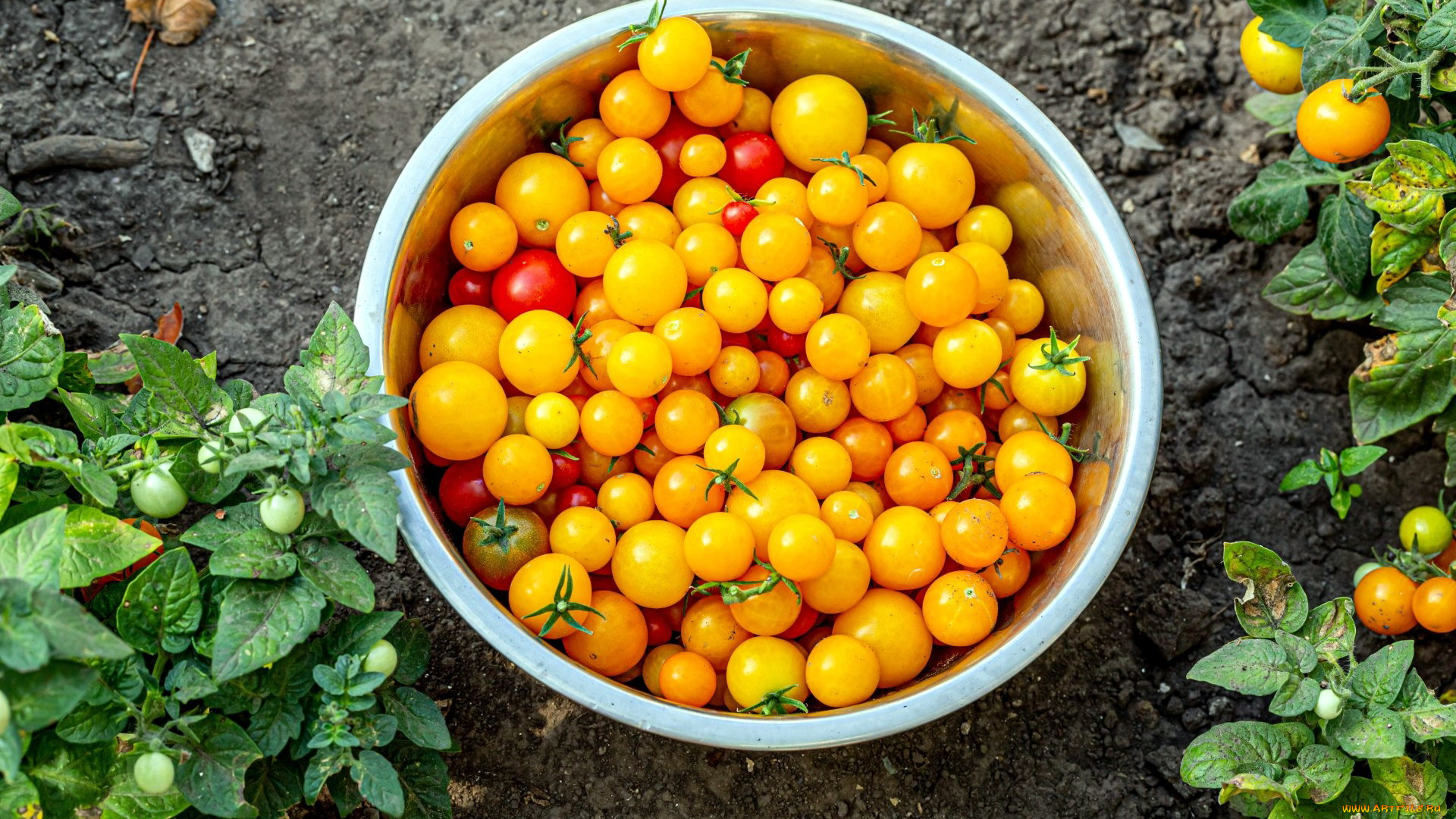 еда, помидоры, томаты