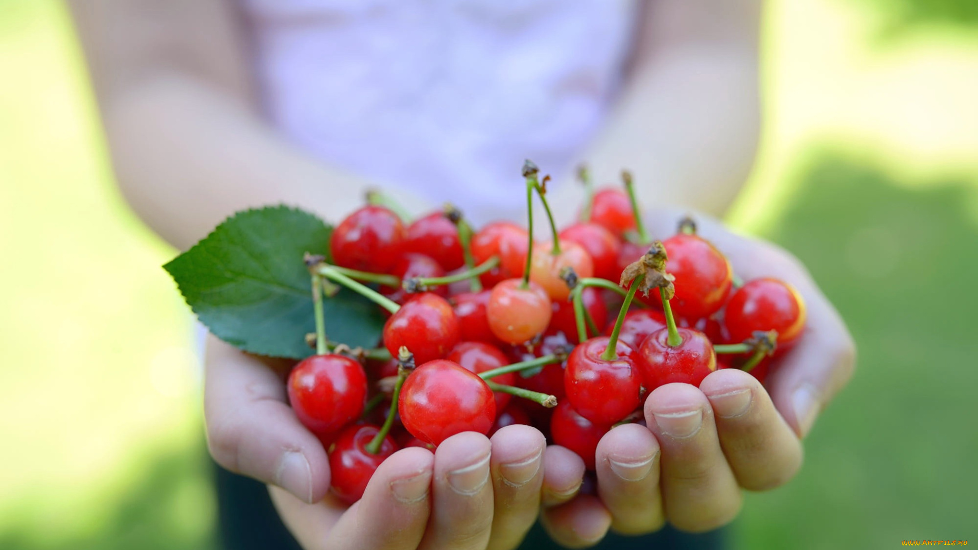 еда, вишня, , черешня, черешня