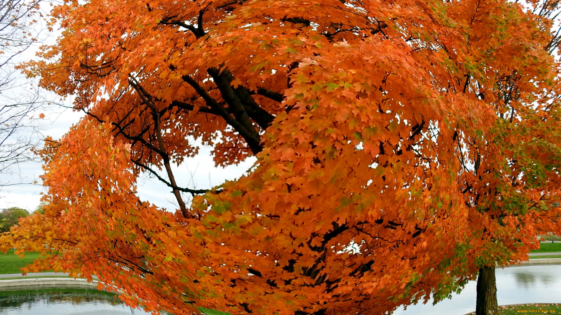 природа, деревья, осень