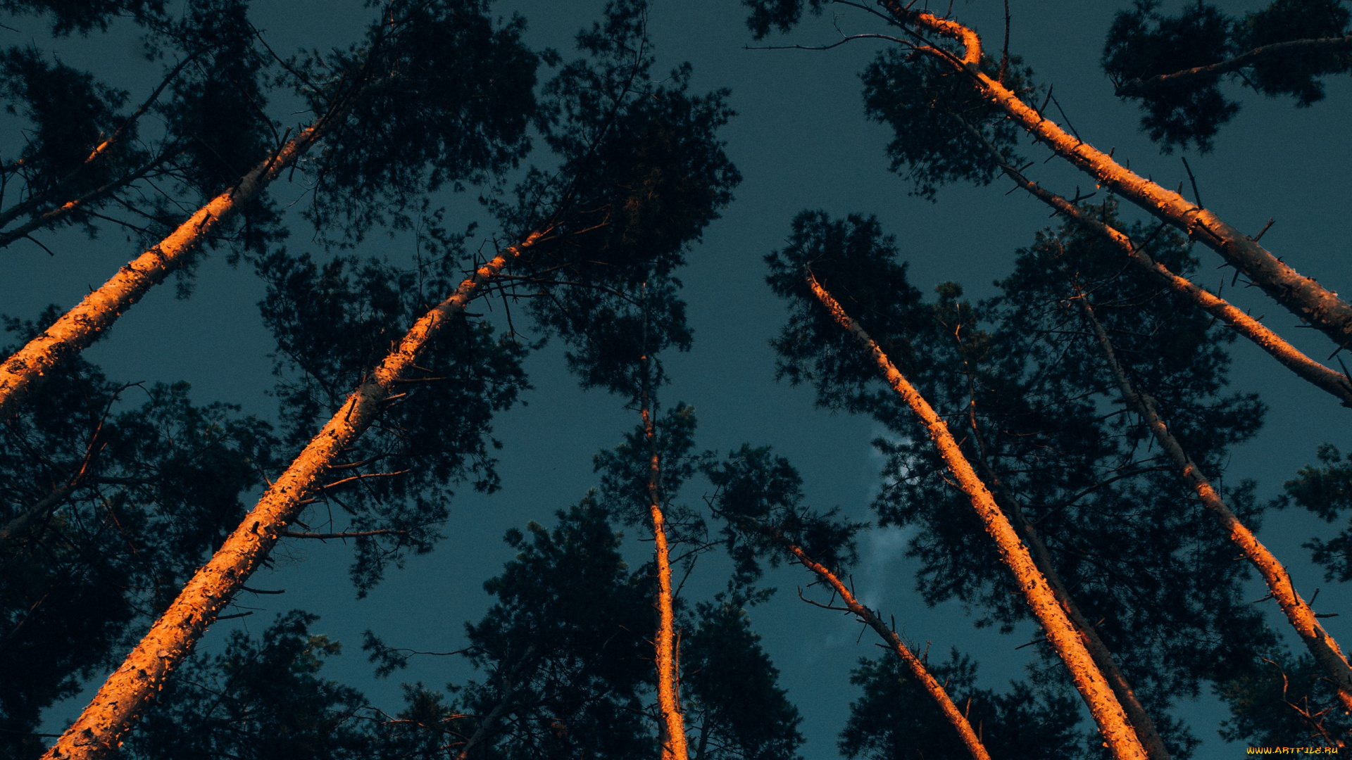 природа, деревья, стволы, сосны